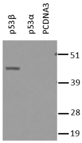 Cancers 14 03255 g0a2