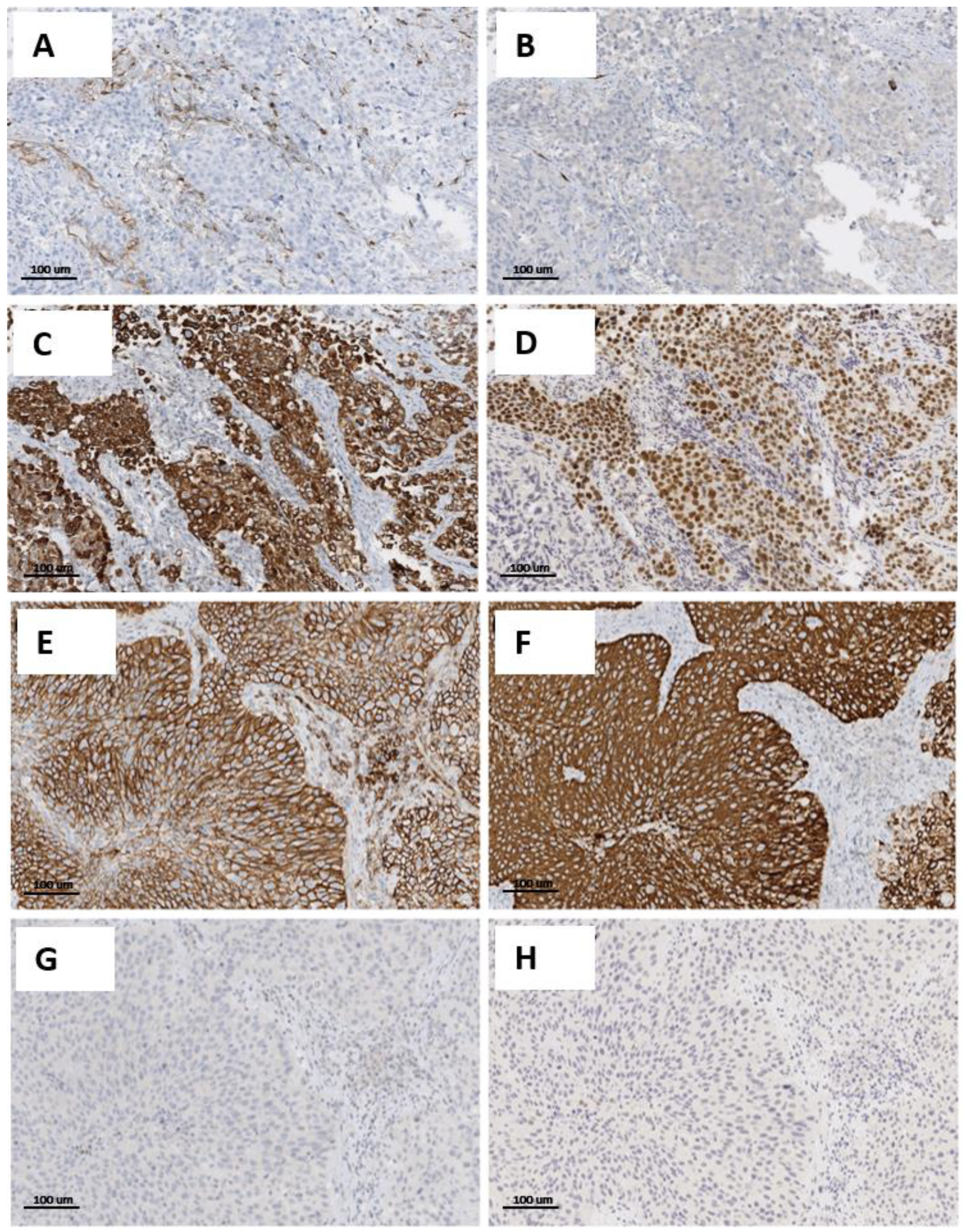 Cancers 14 03256 g002