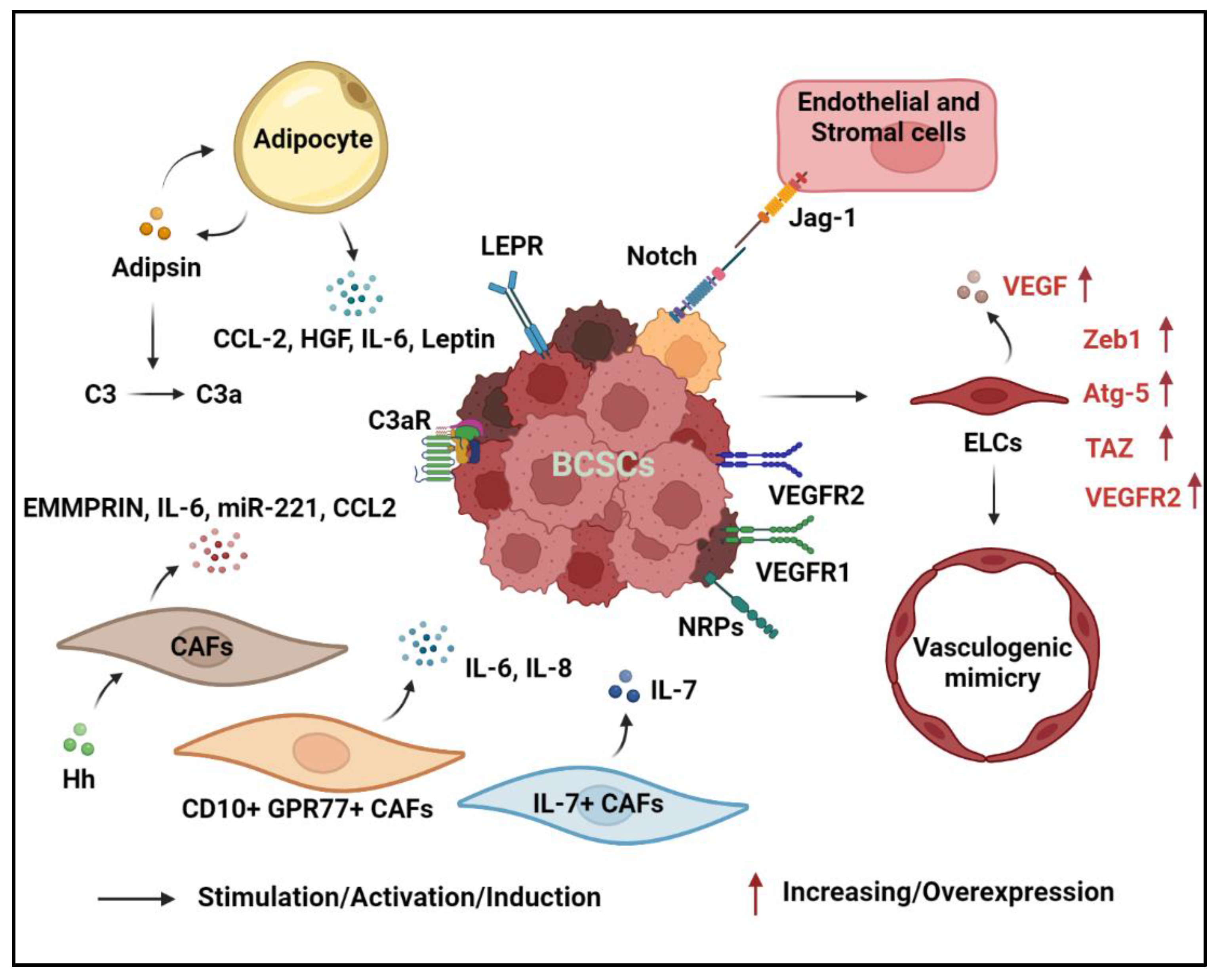 Cancers 14 03287 g002