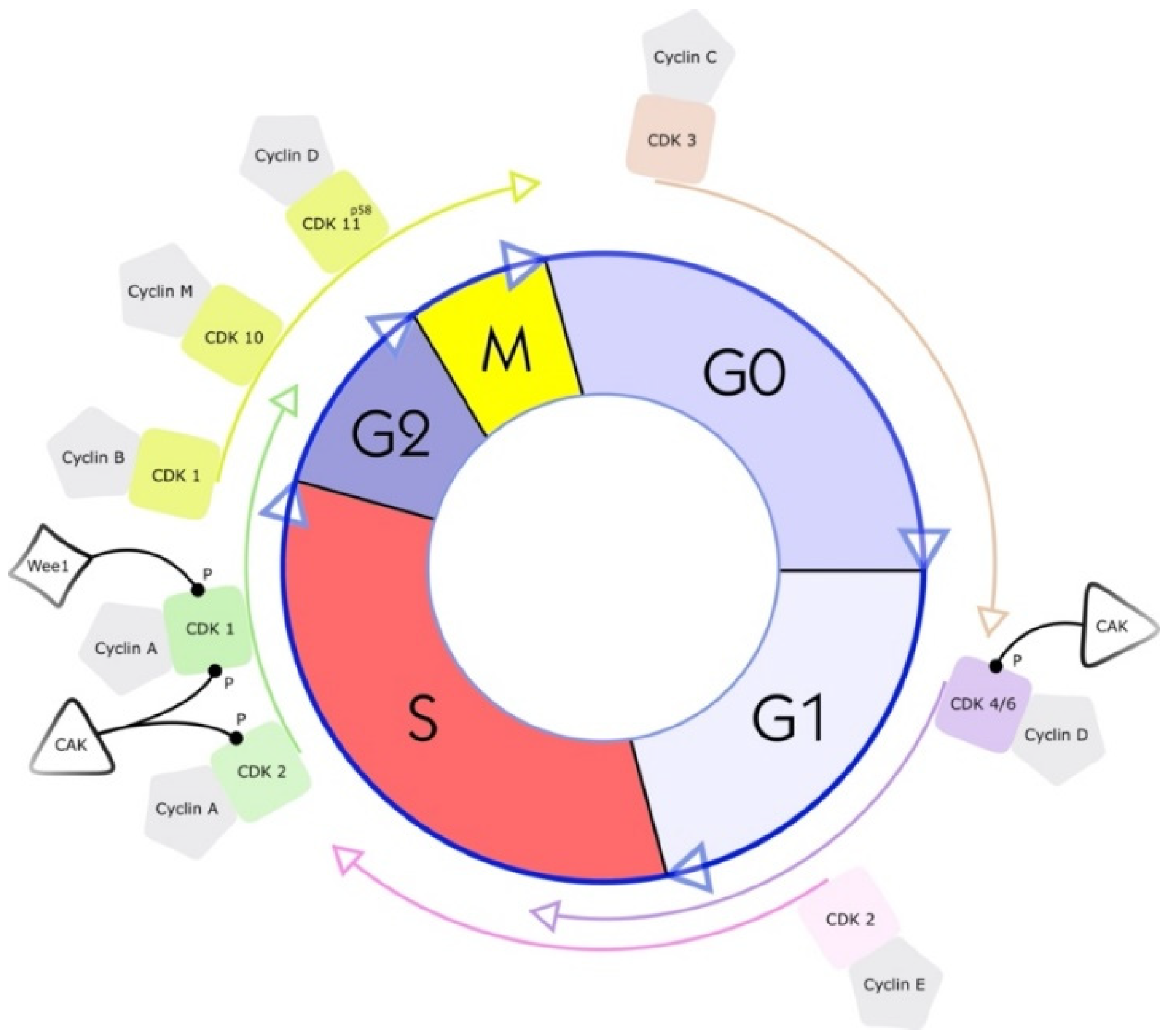 Cancers 14 03380 g001