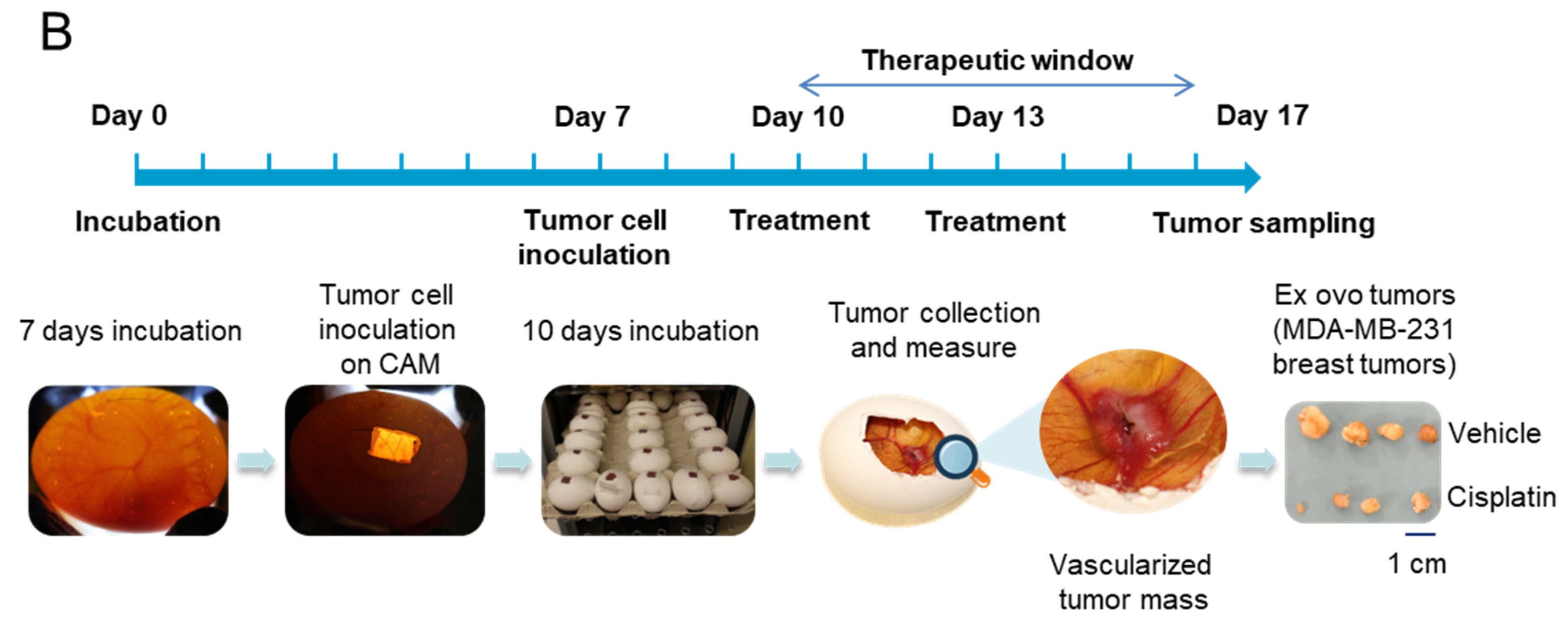Cancers 14 03548 g001b