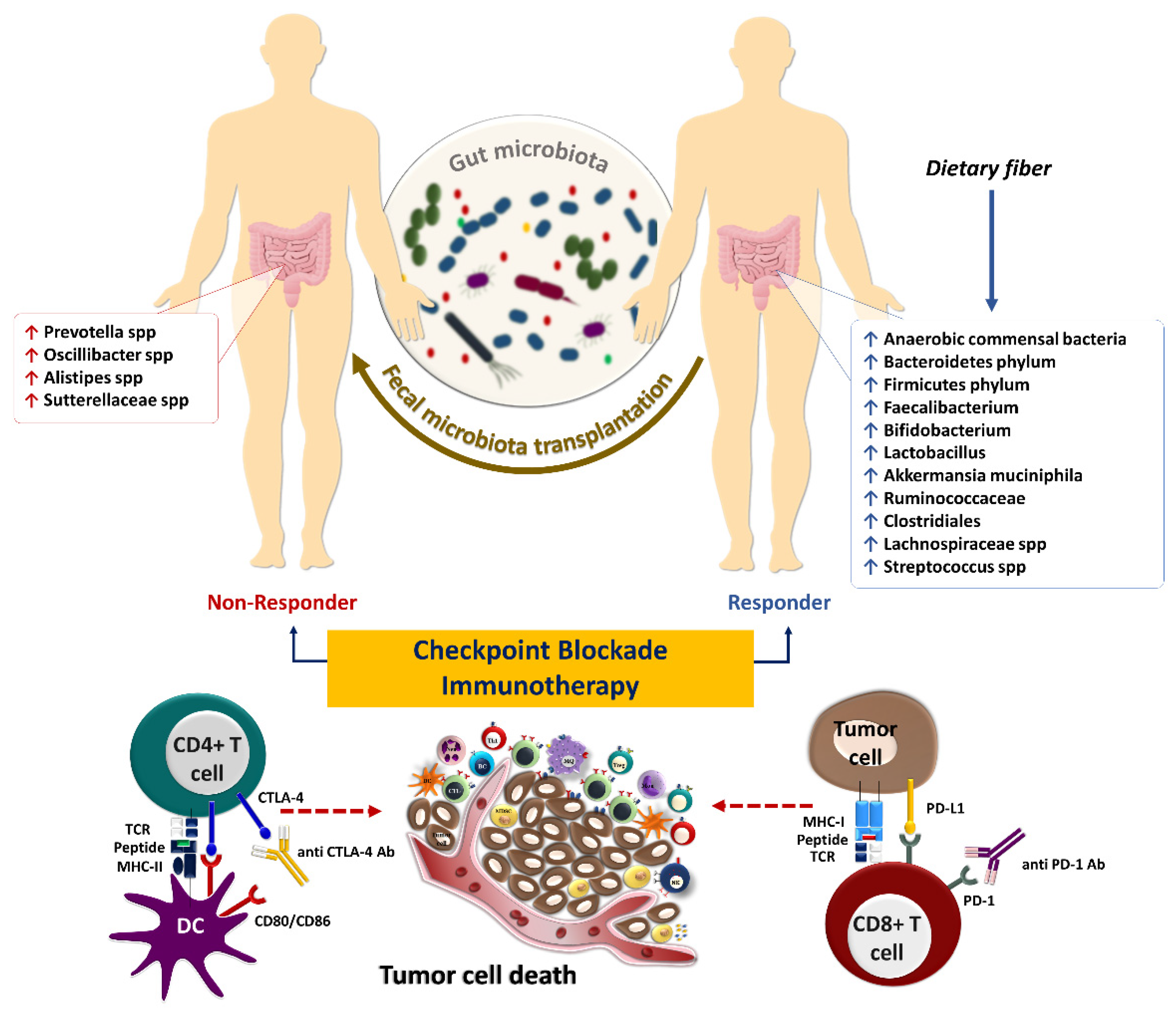 Cancers 14 03563 g003