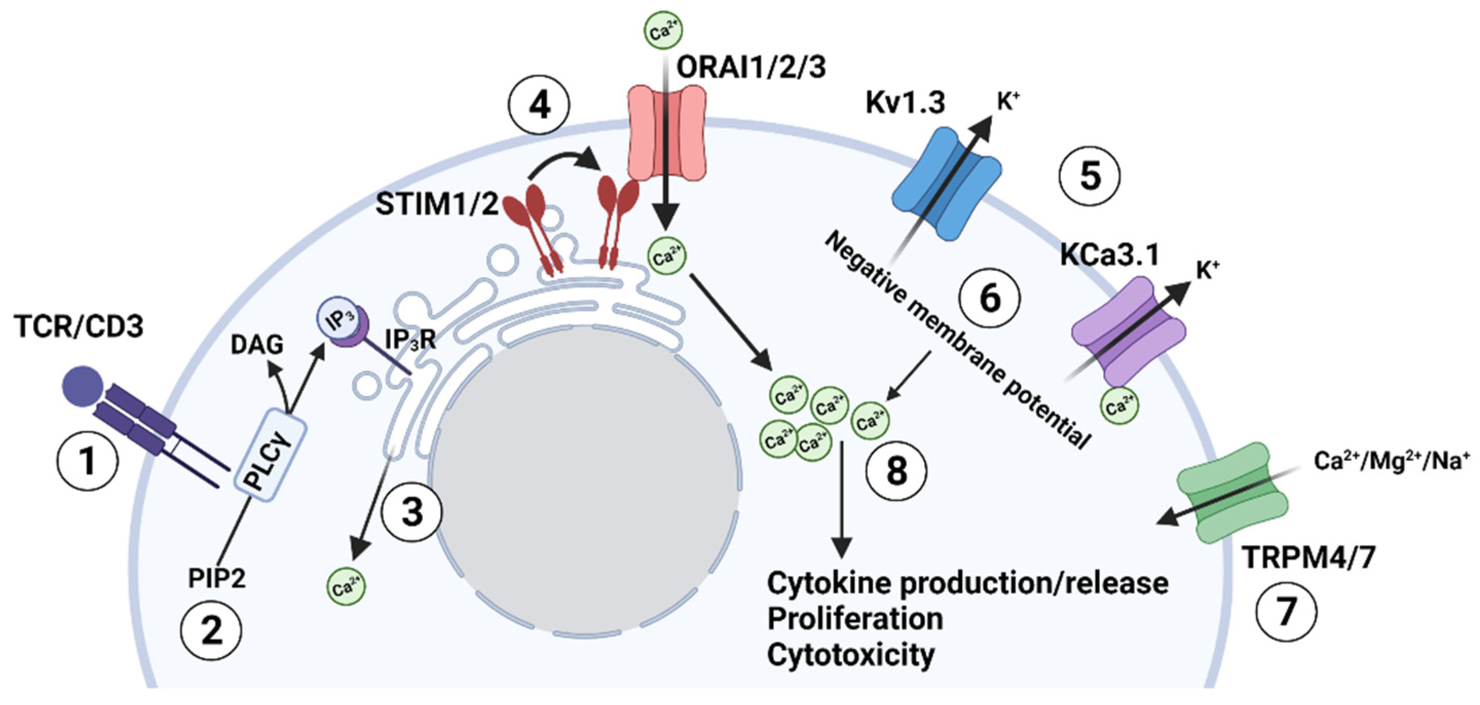 Cancers 14 03564 g001