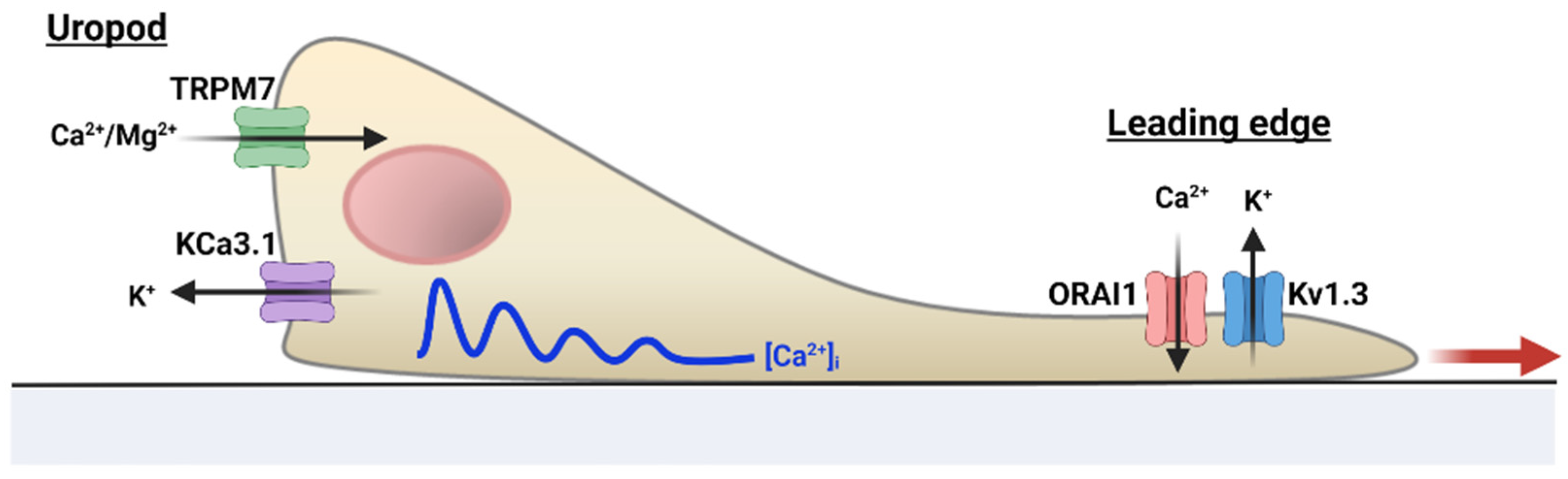 Cancers 14 03564 g002