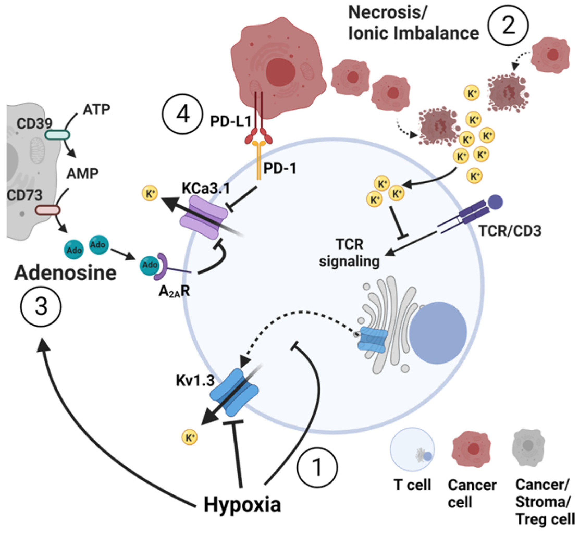 Cancers 14 03564 g003