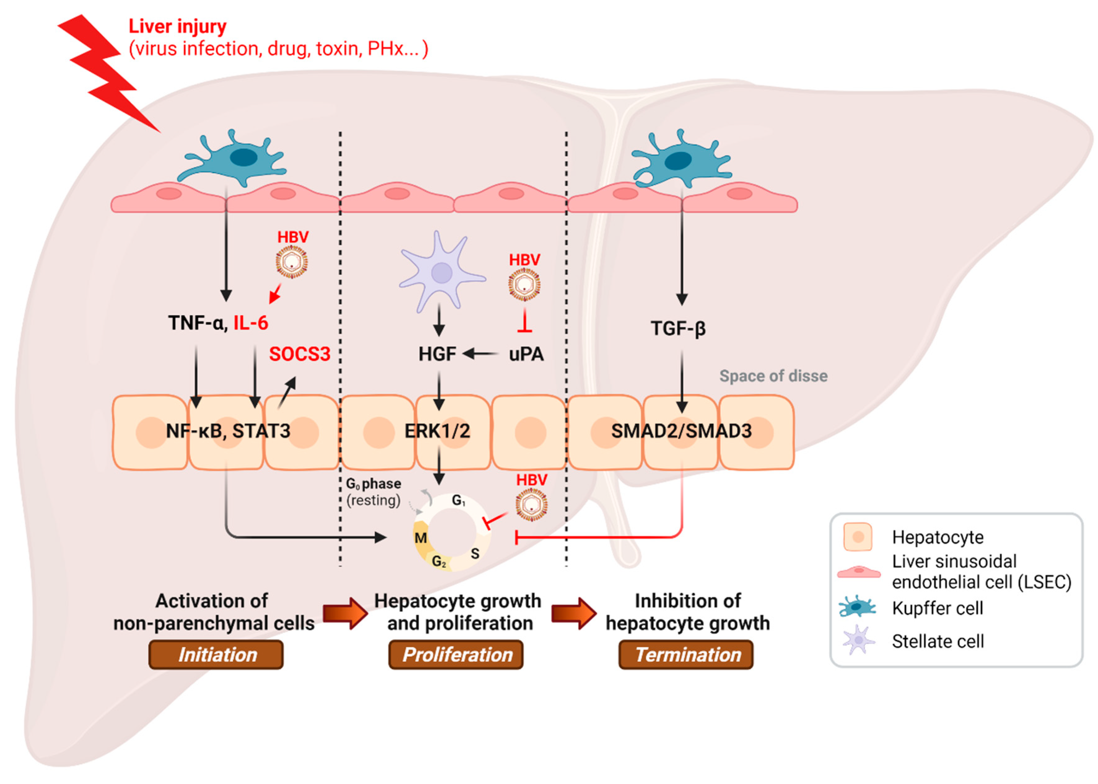 Cancers 14 03566 g001