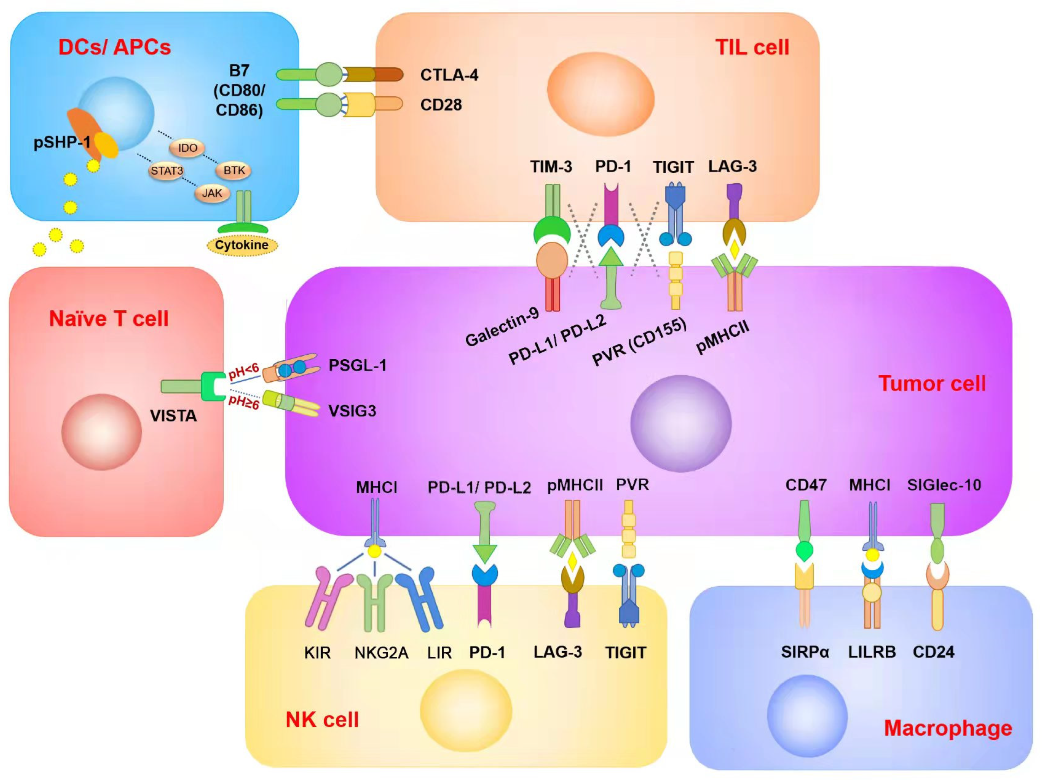 Cancers 14 03575 g001
