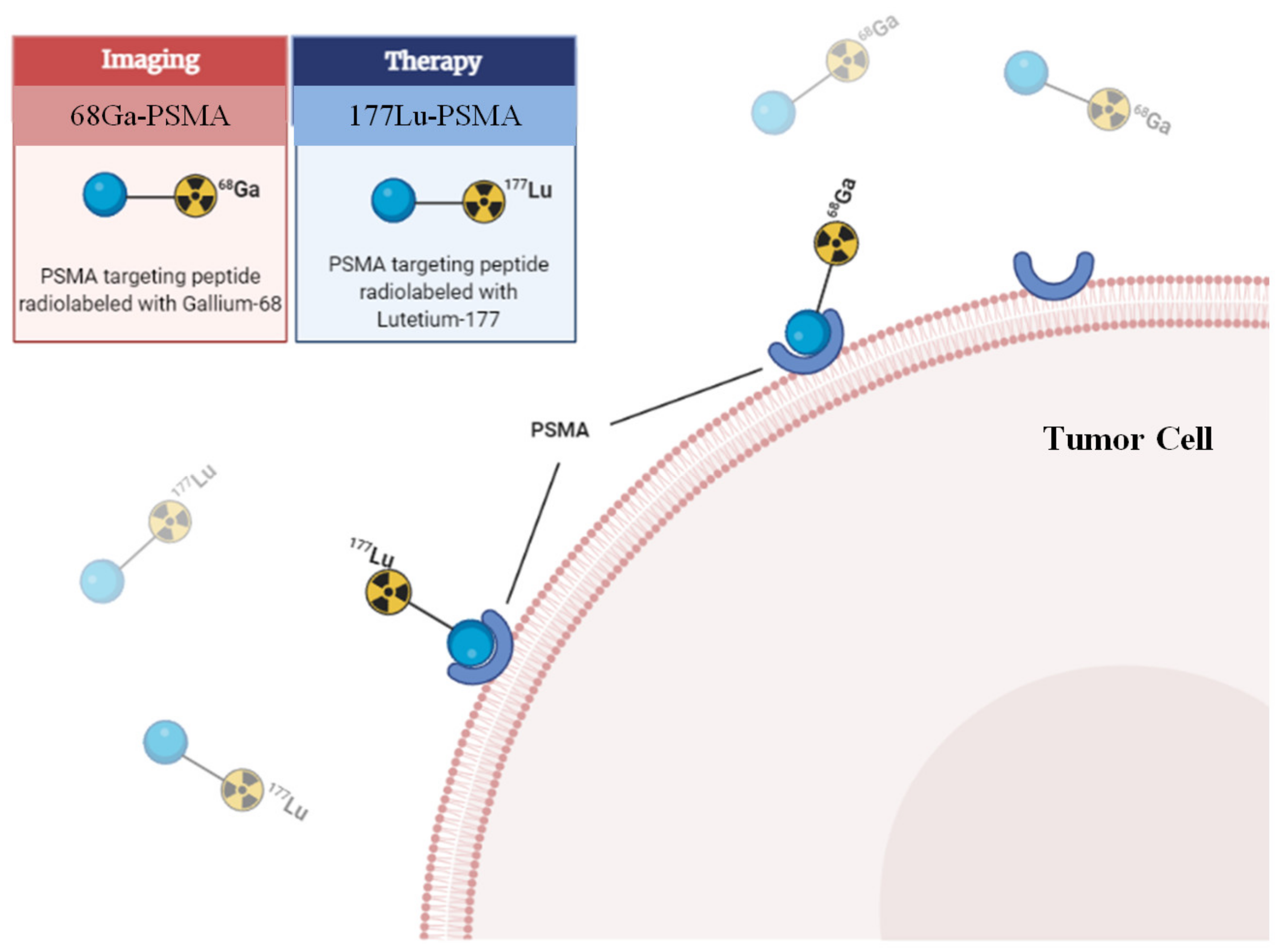 Cancers 14 03585 g001