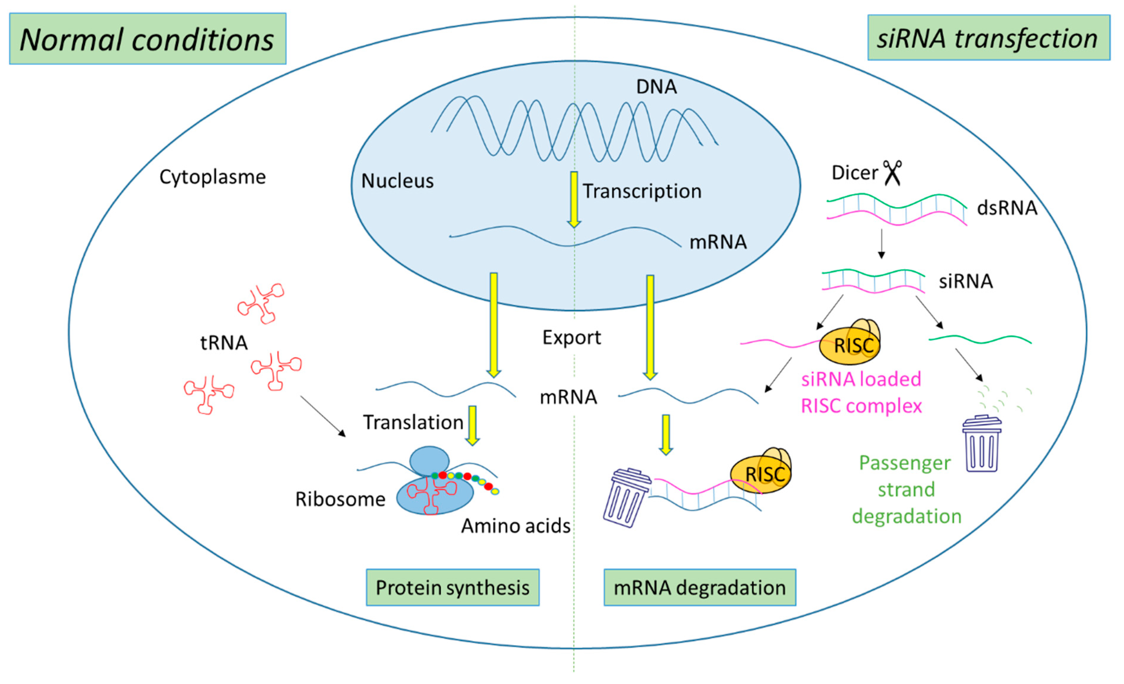 Cancers 14 03597 g001