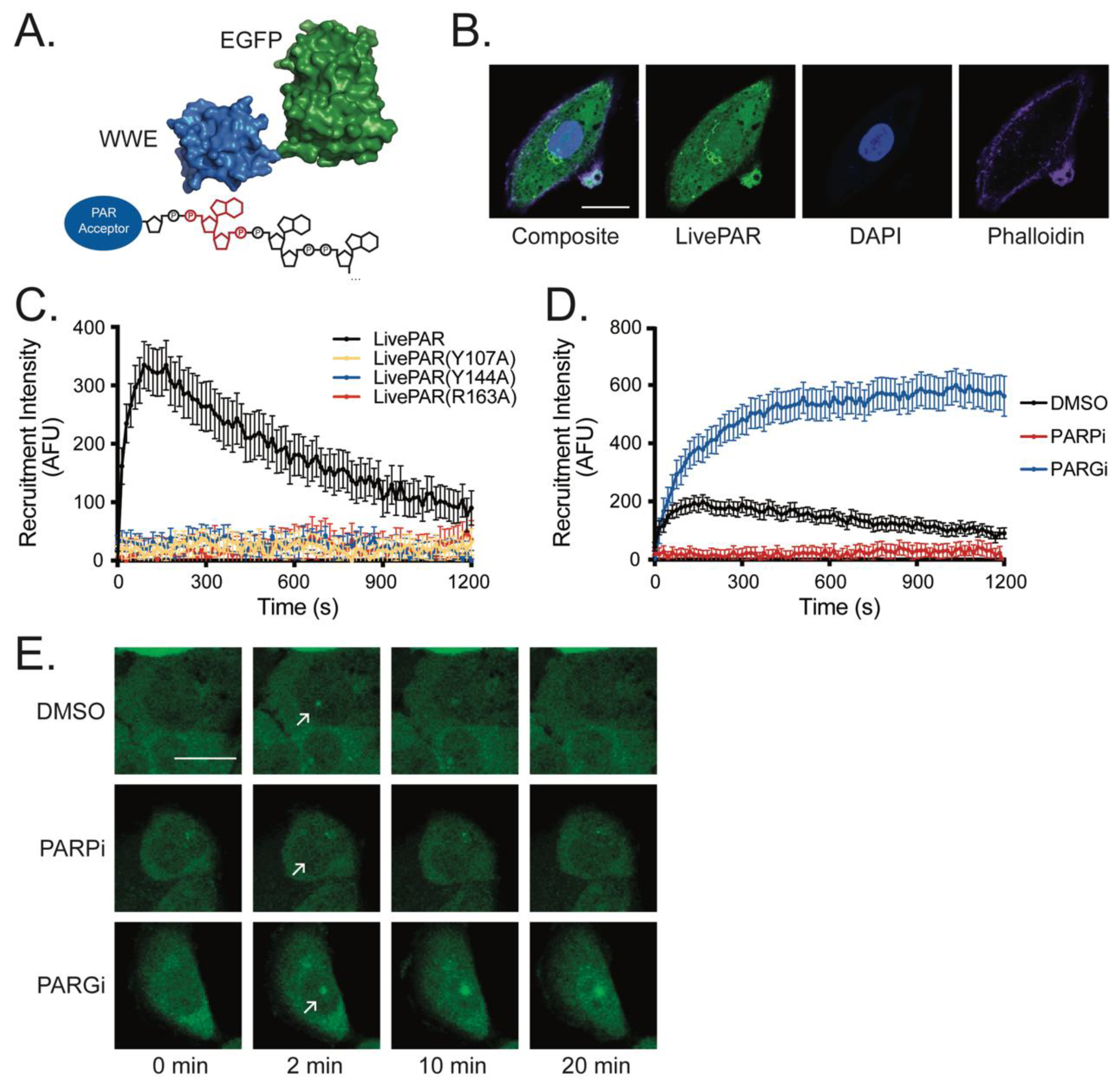 Cancers 14 03676 g001