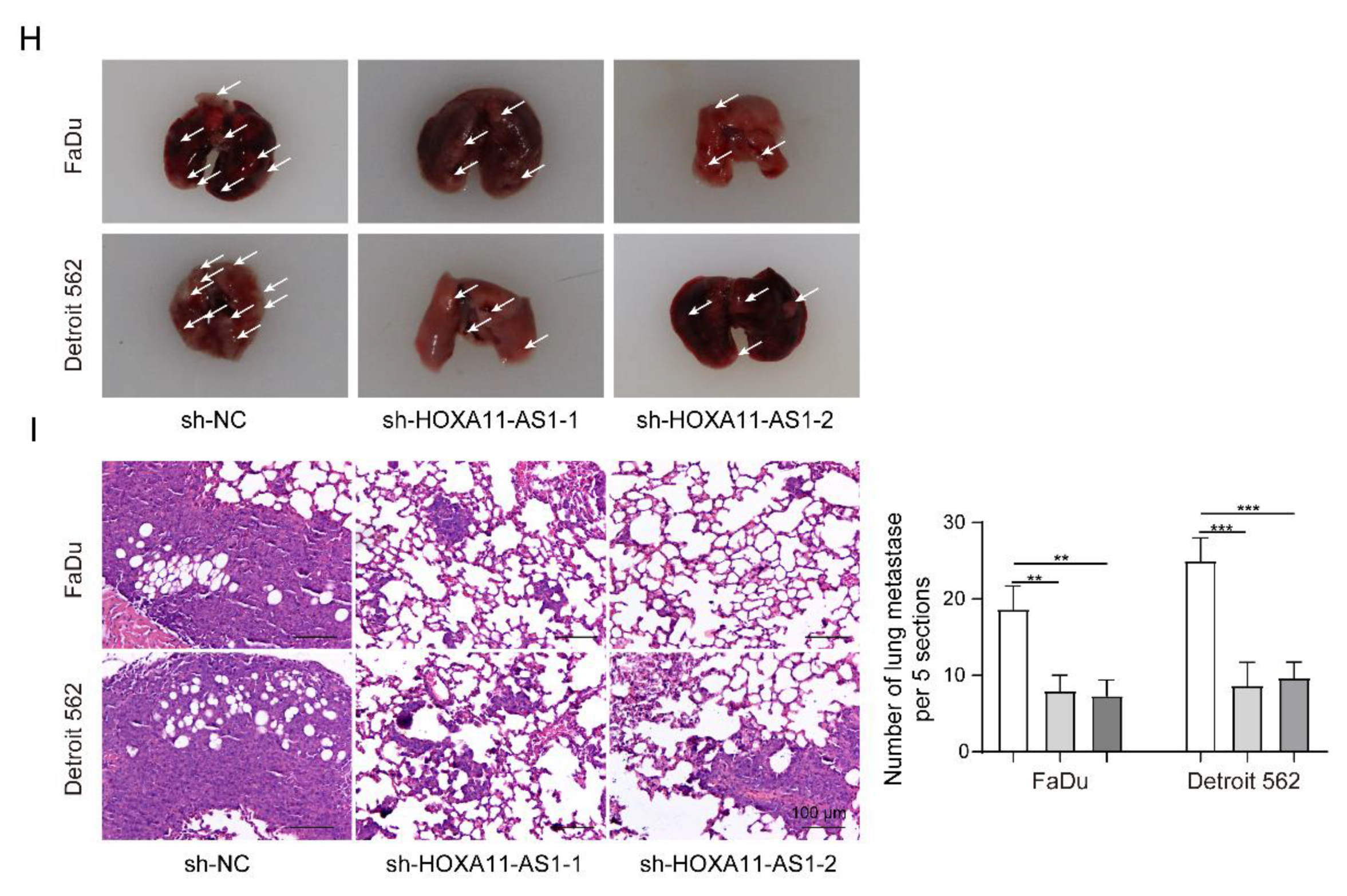 Cancers 14 03694 g006b