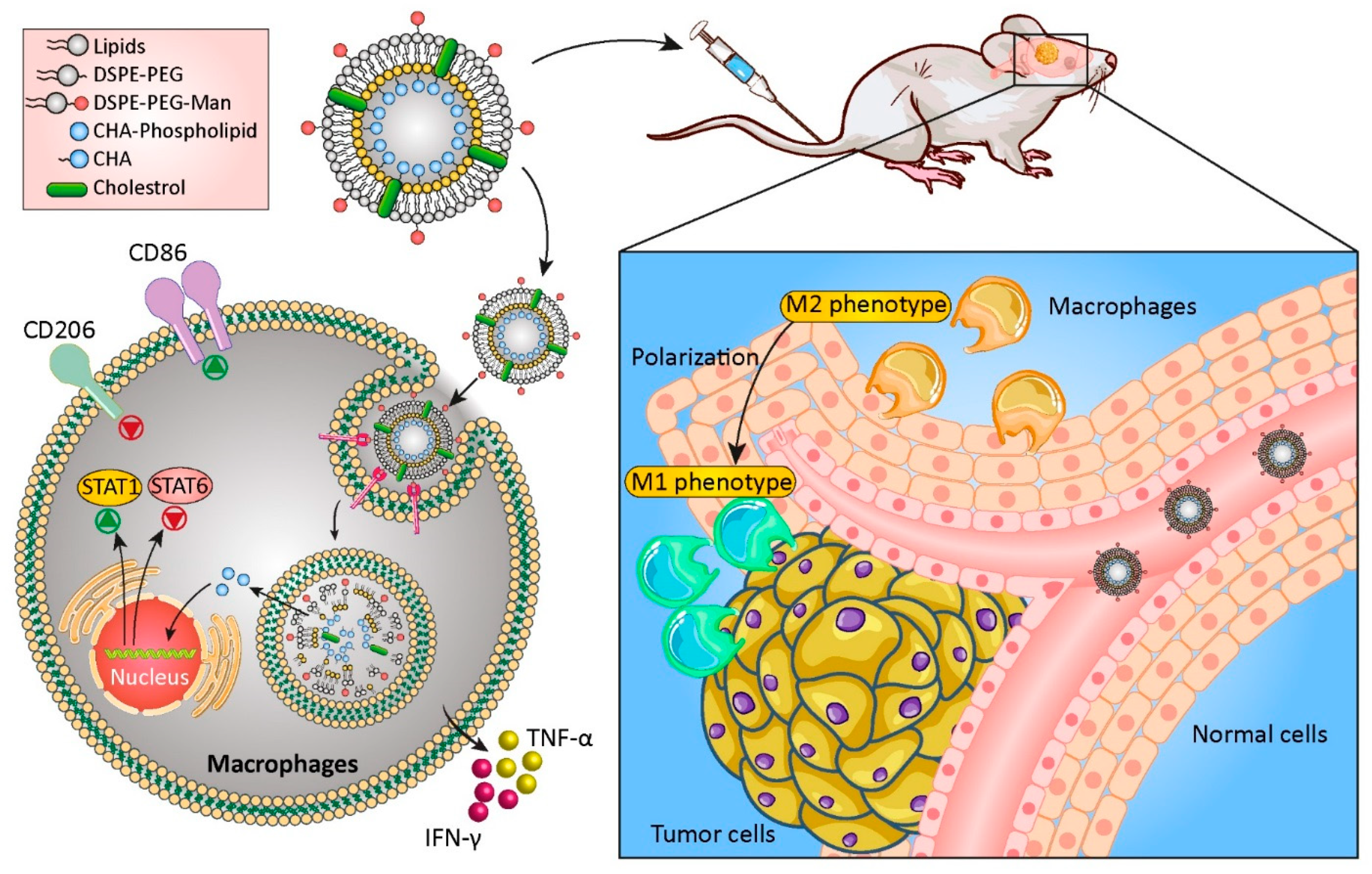 Cancers 14 03698 g004 Cancers 14 03698 g004