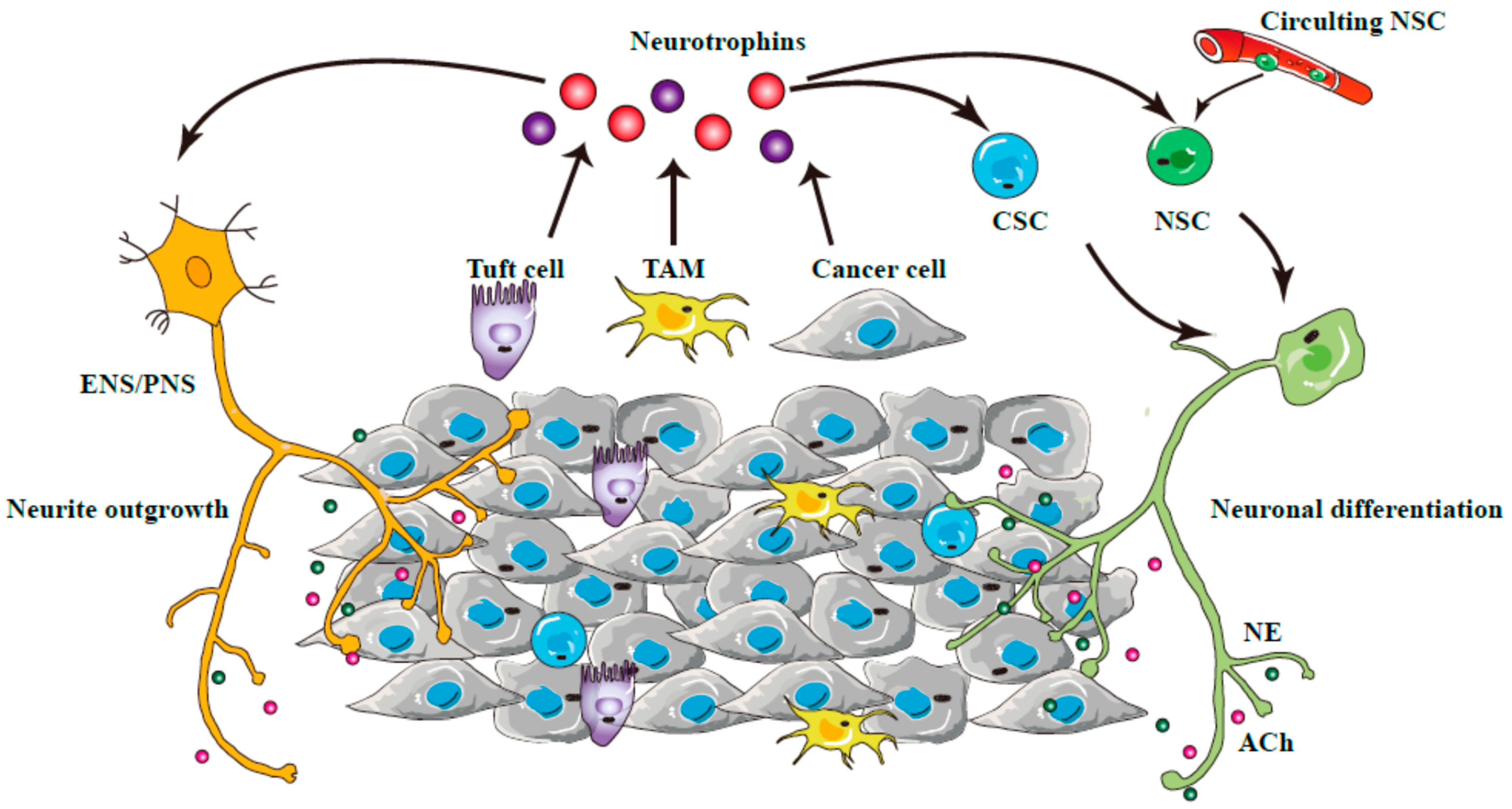 Cancers 14 03722 g002