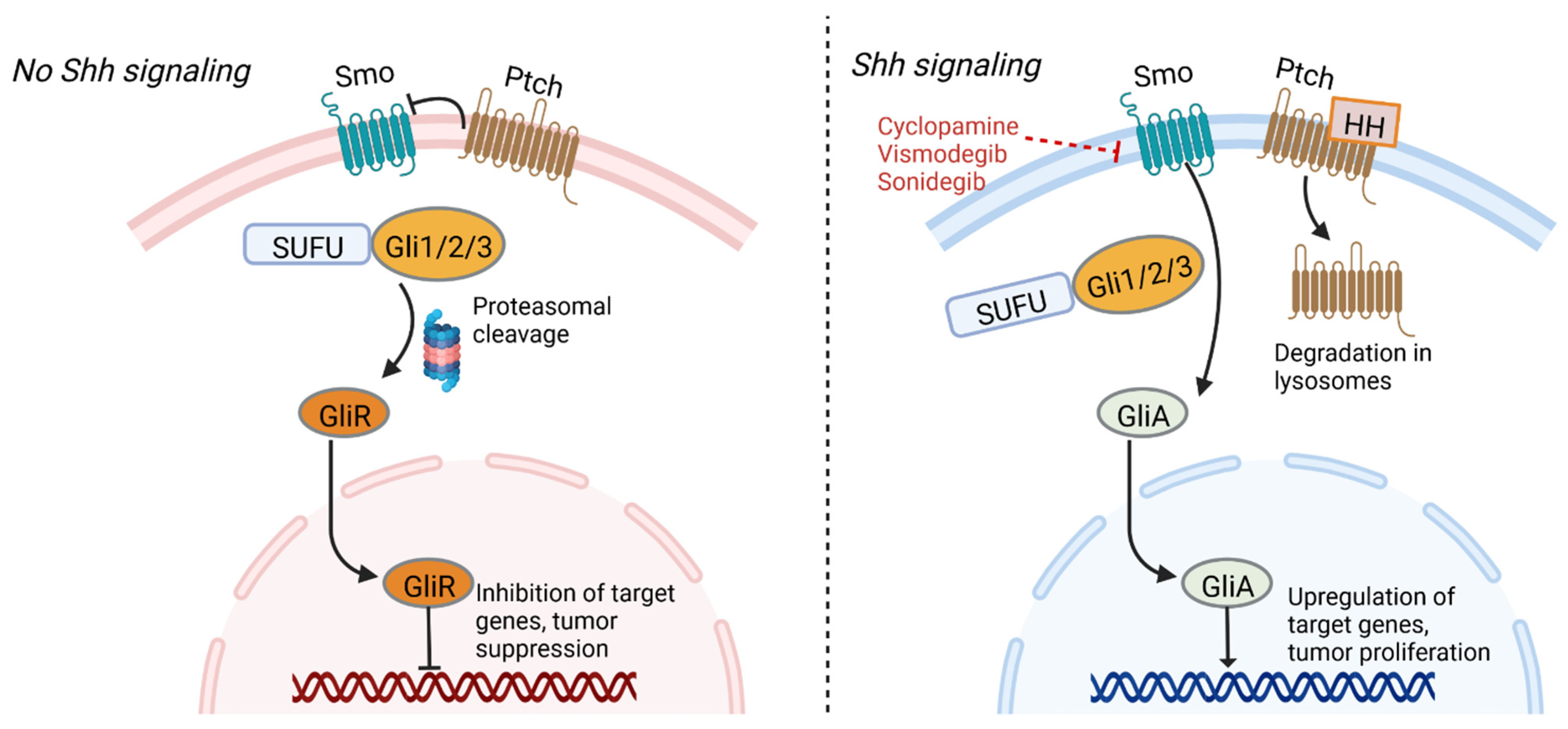 Cancers 14 03743 g001
