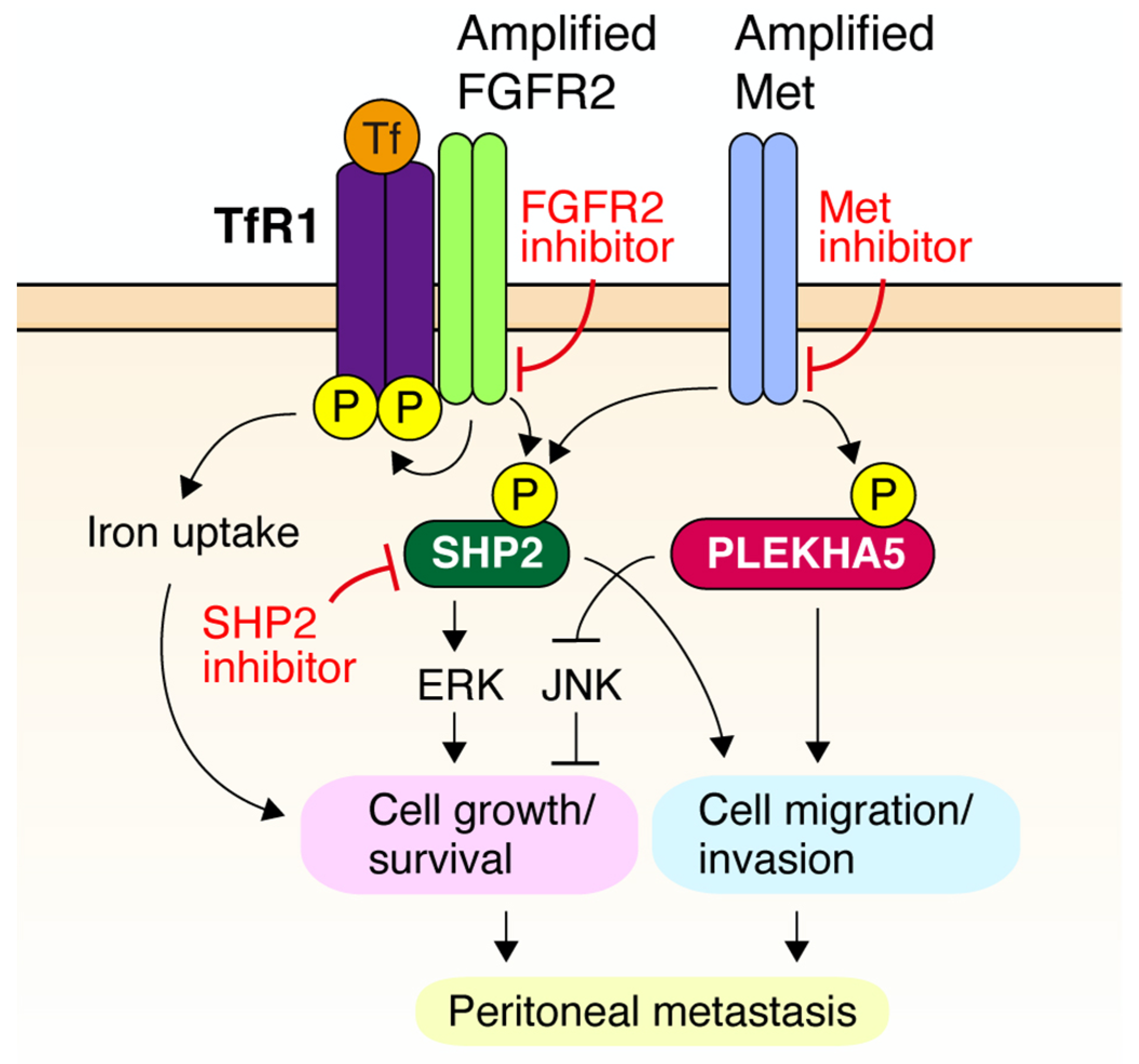 Cancers 14 03750 g002 Cancers 14 03750 g002