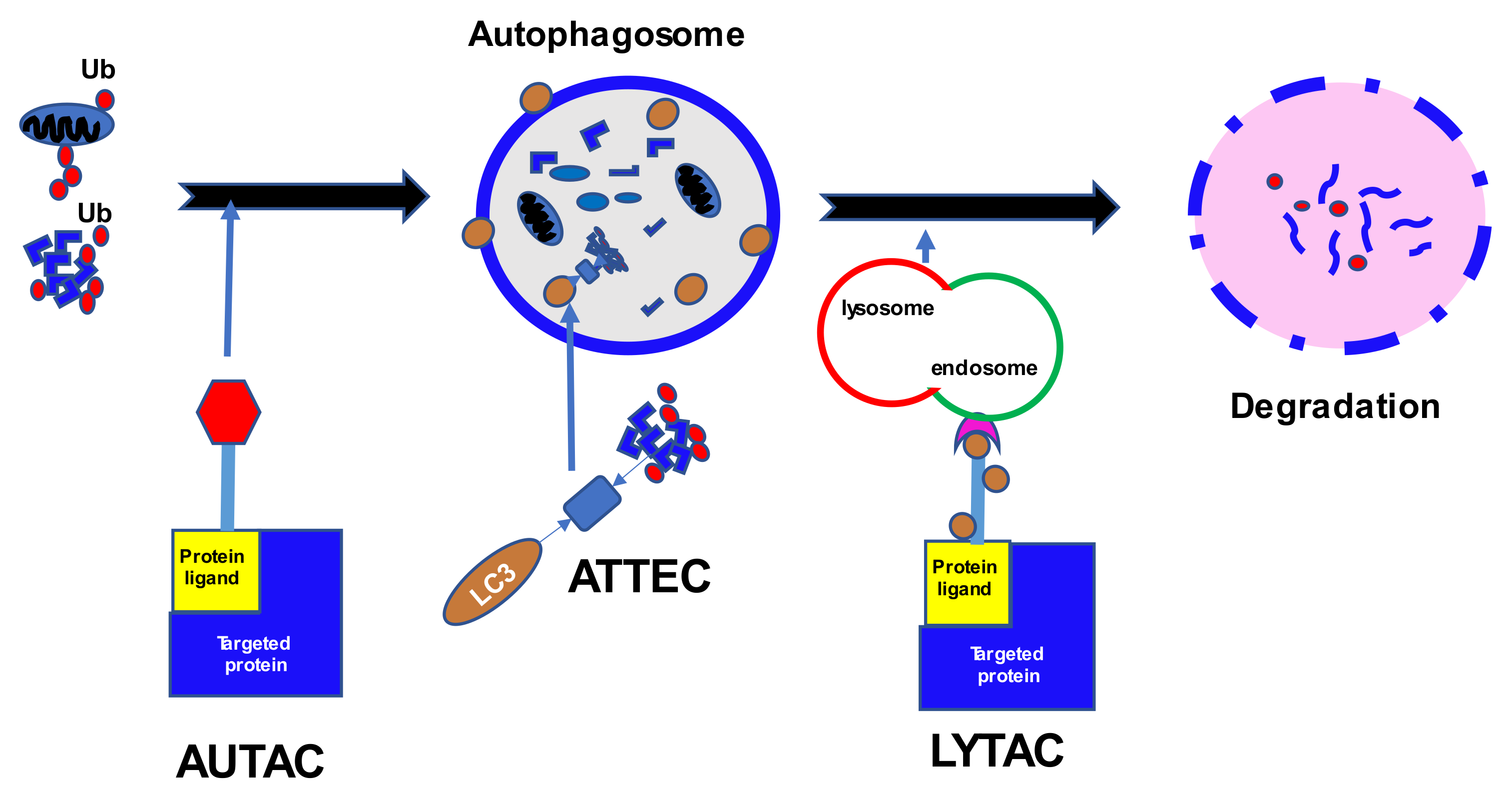 Cancers 14 03778 g002