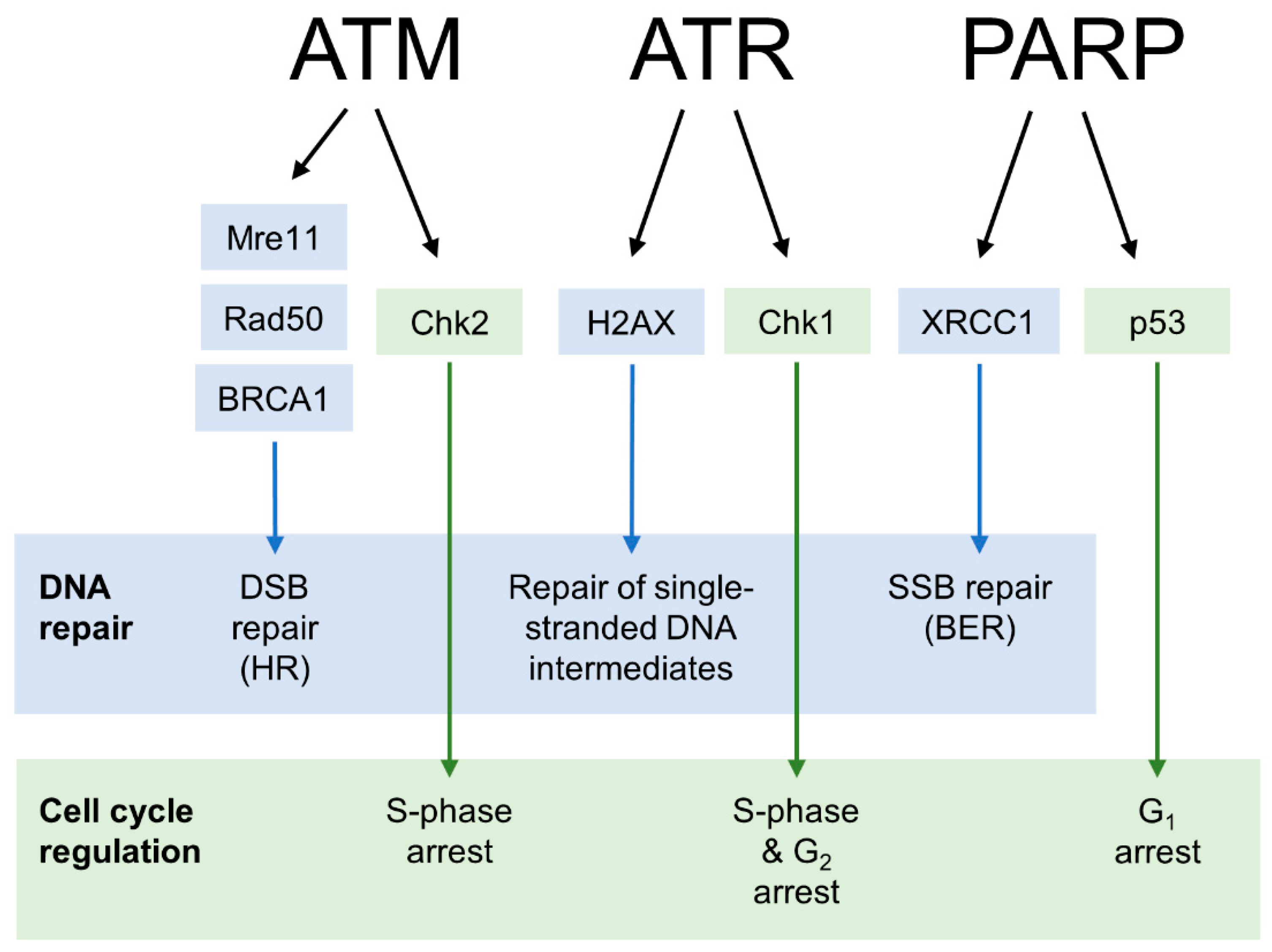 Cancers 14 03794 g002