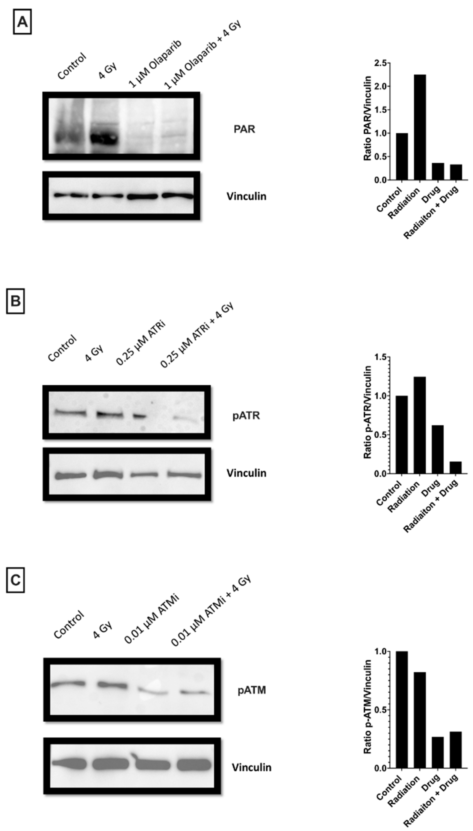 Cancers 14 03794 g010