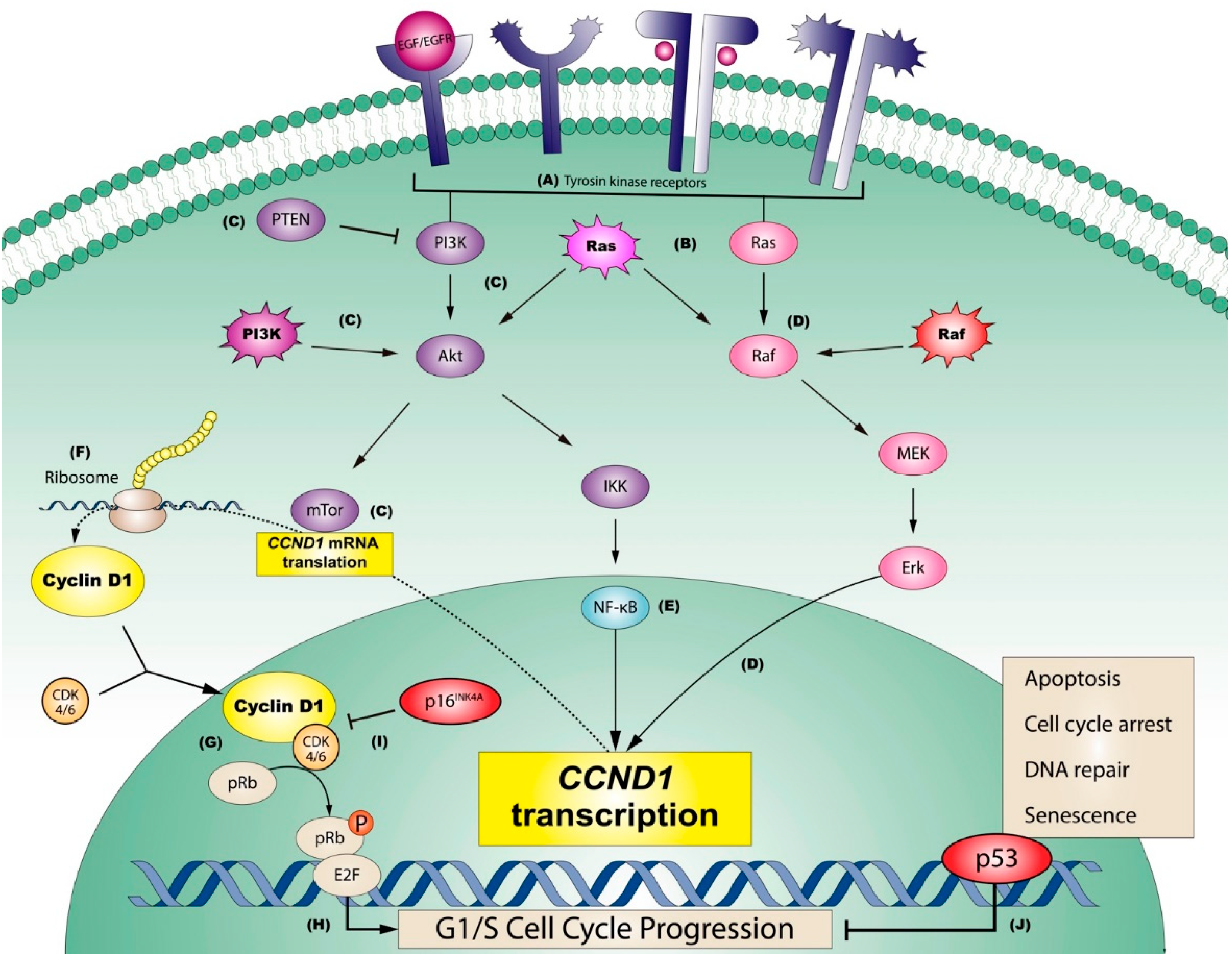 Cancers 14 03834 g002 Cancers 14 03834 g002