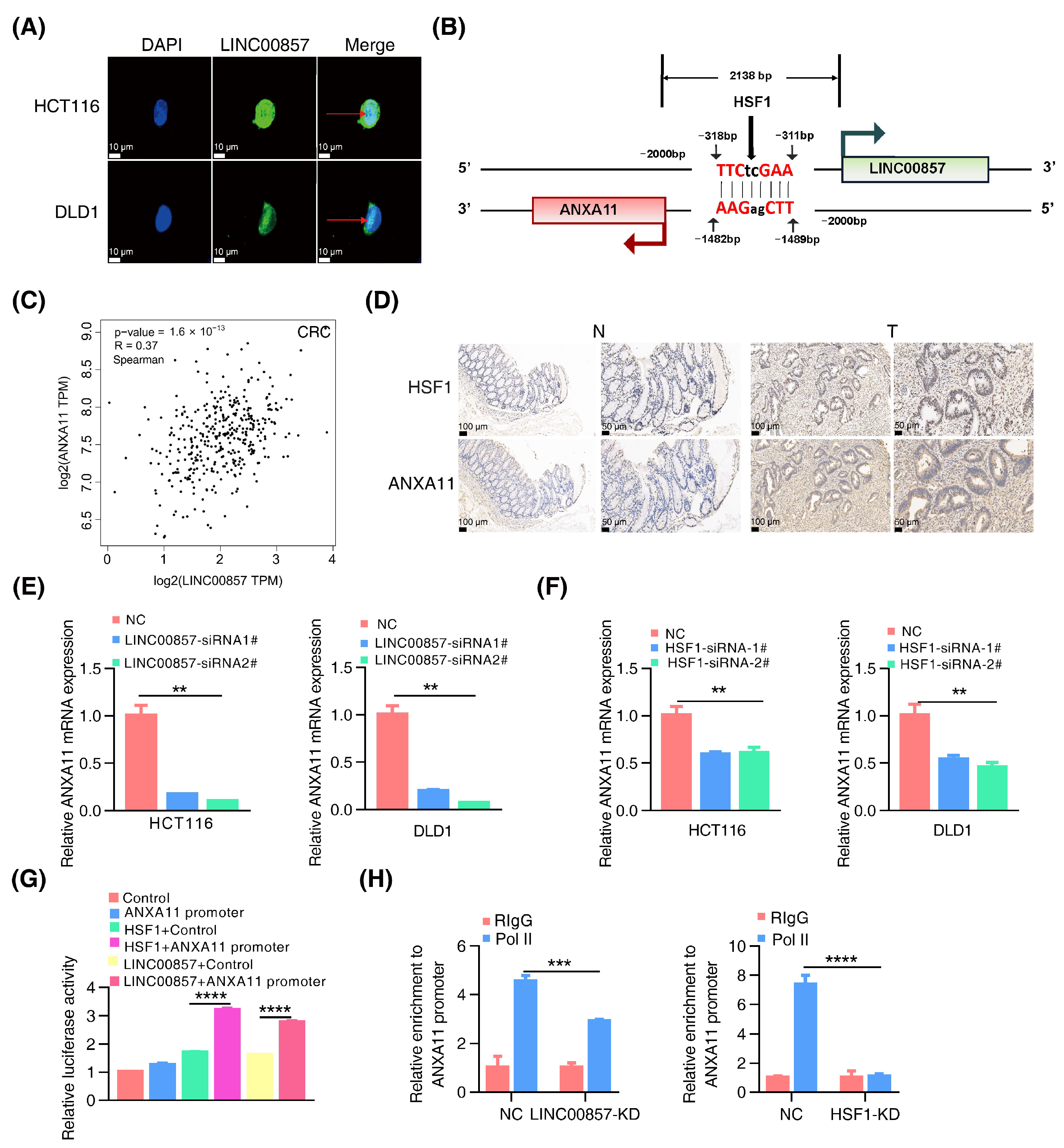 Cancers 14 03855 g005