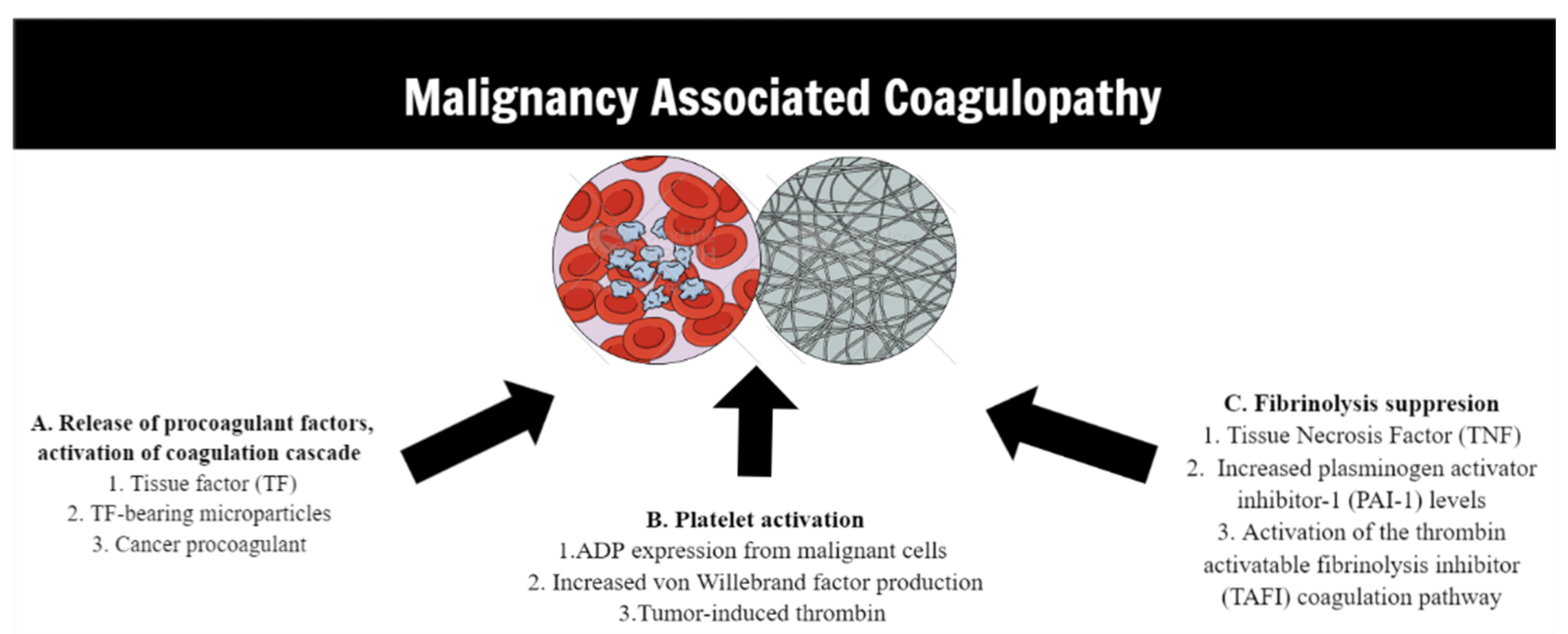 Cancers 14 03930 g001