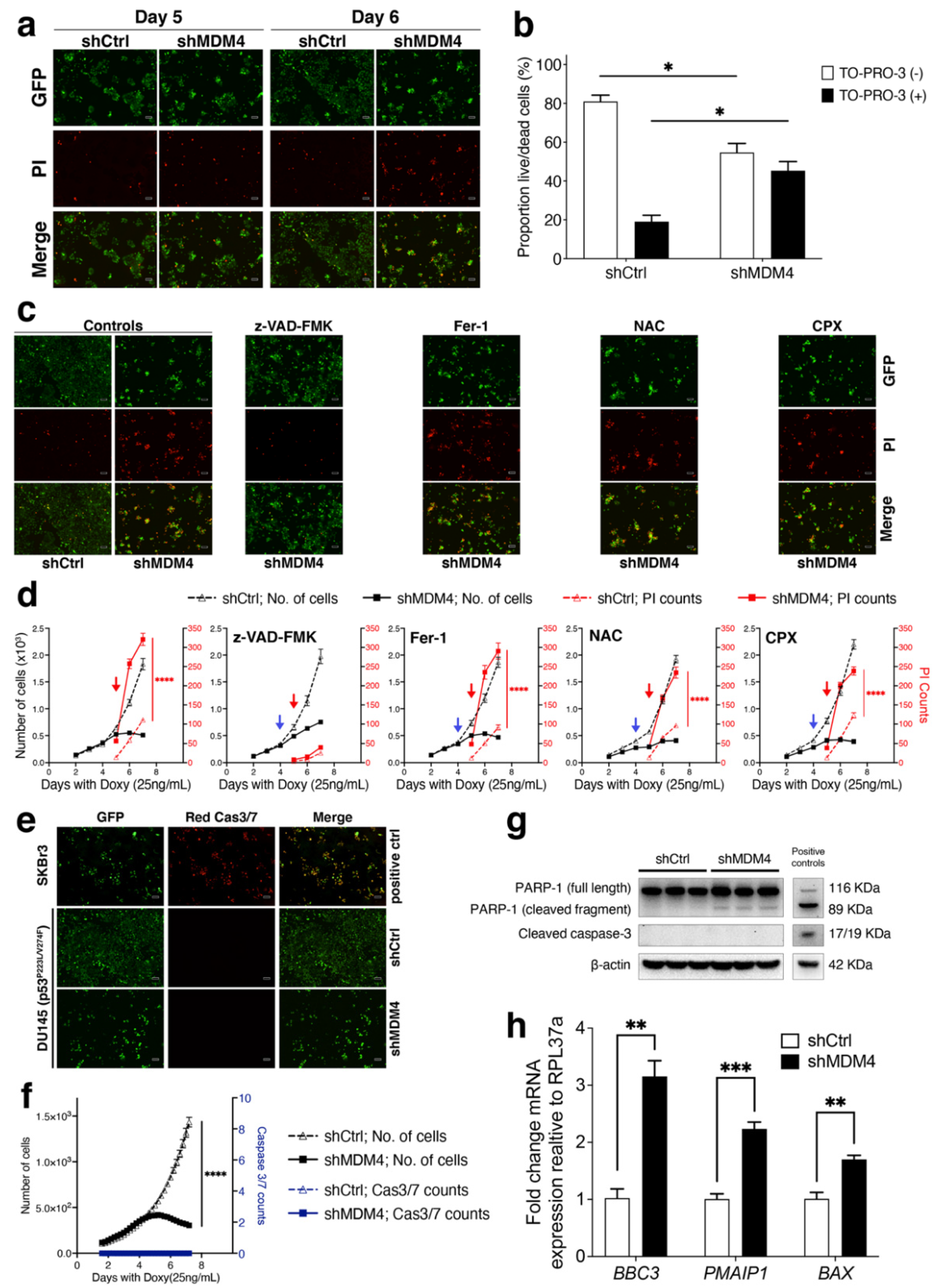 Cancers 14 03947 g003