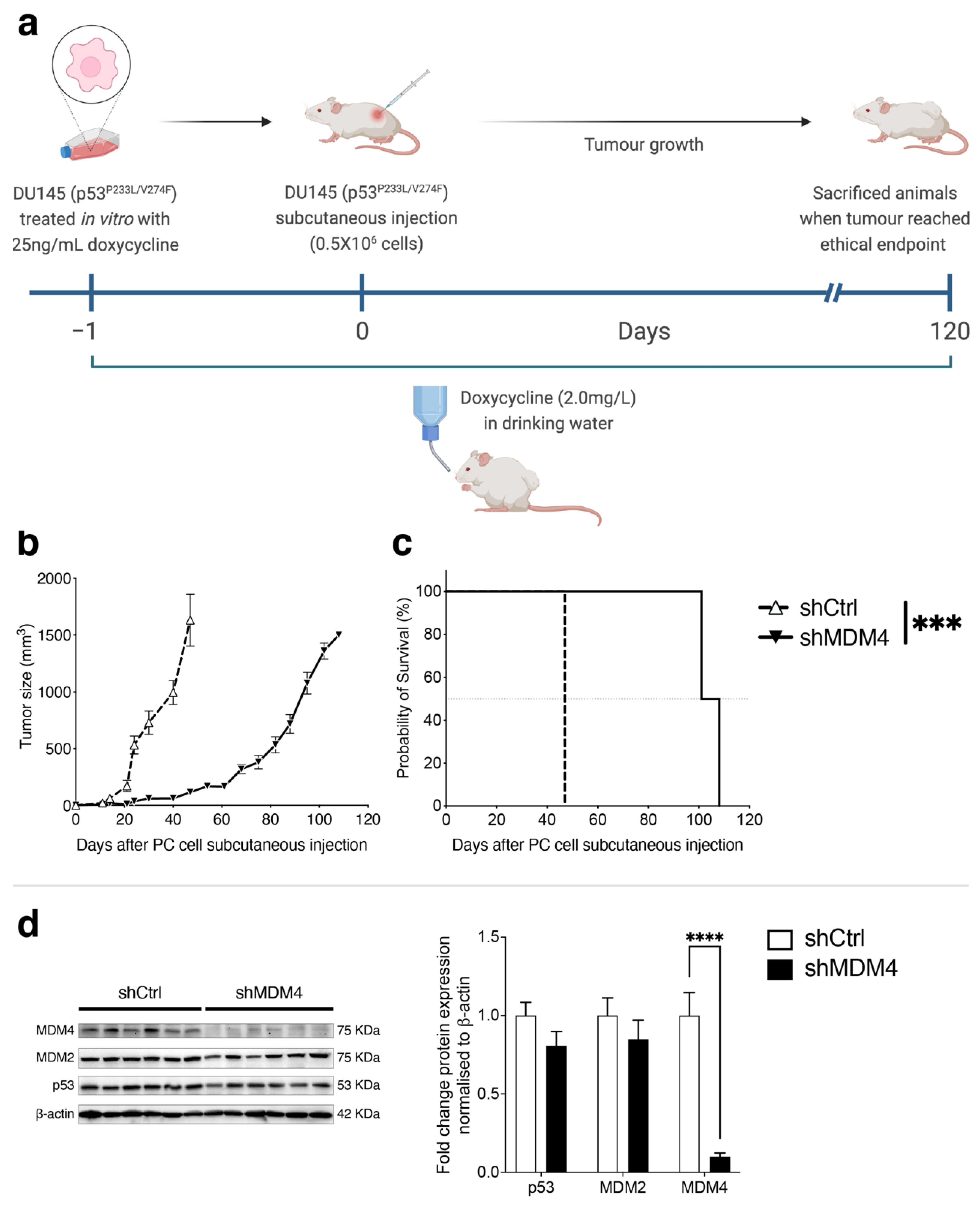 Cancers 14 03947 g004