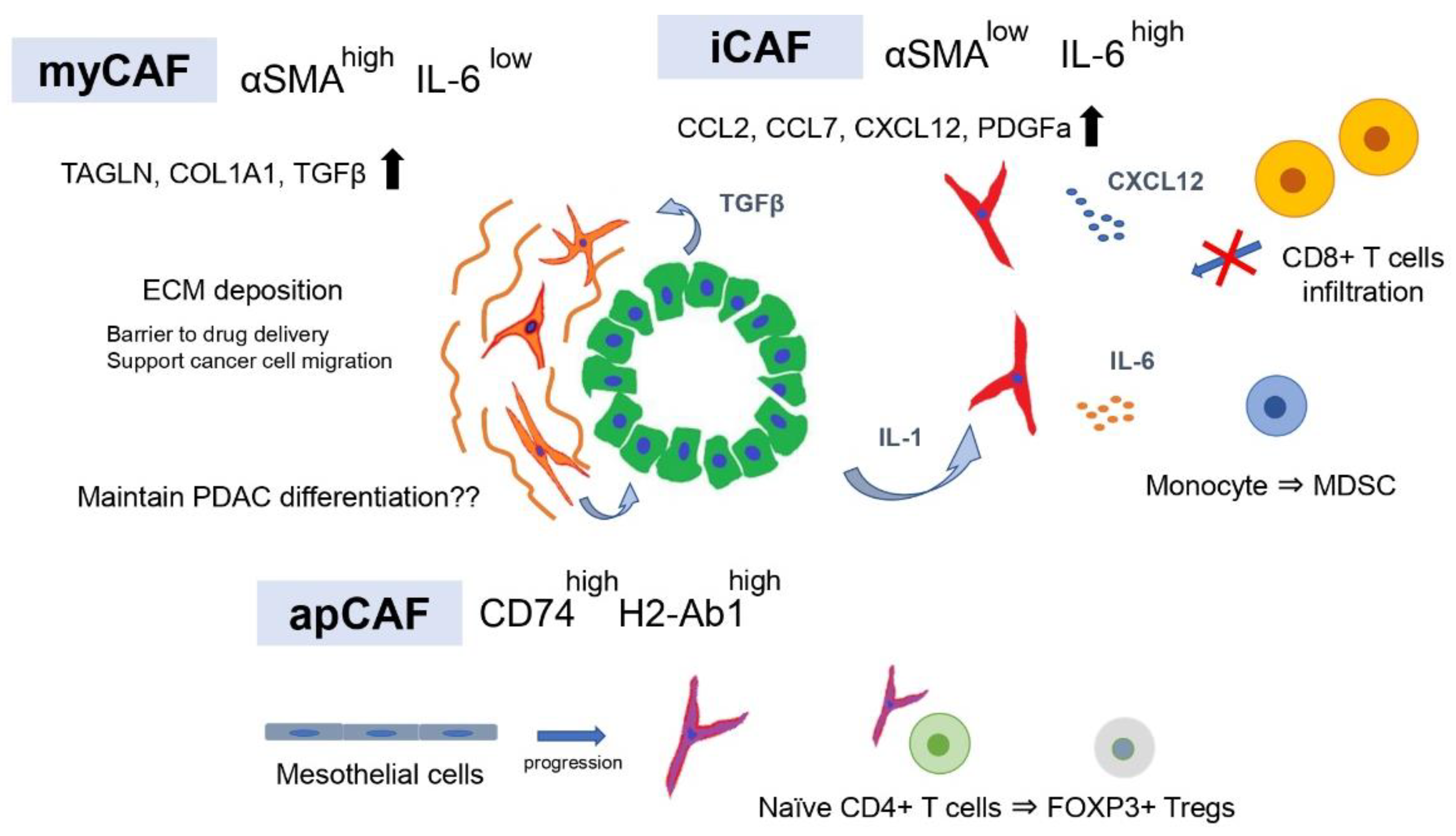 Cancers 14 03994 g001
