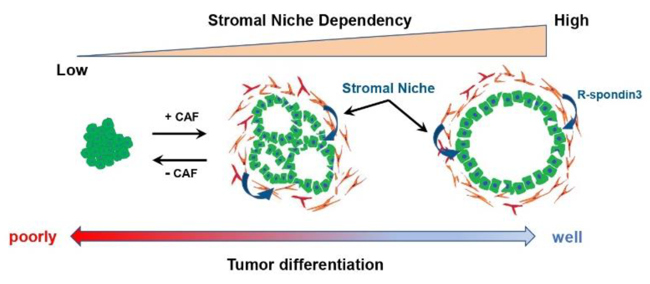 Cancers 14 03994 g002