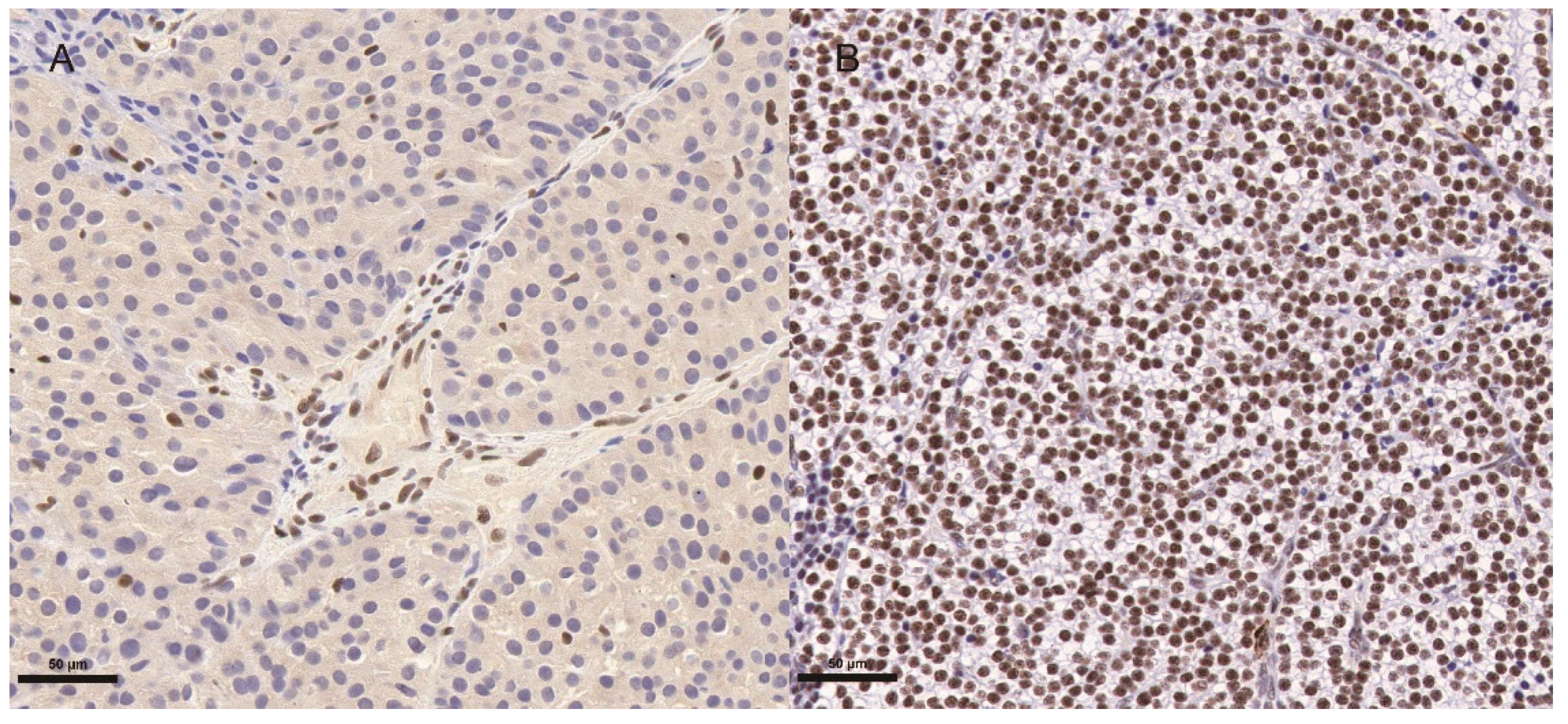 Cancers 14 04004 g001