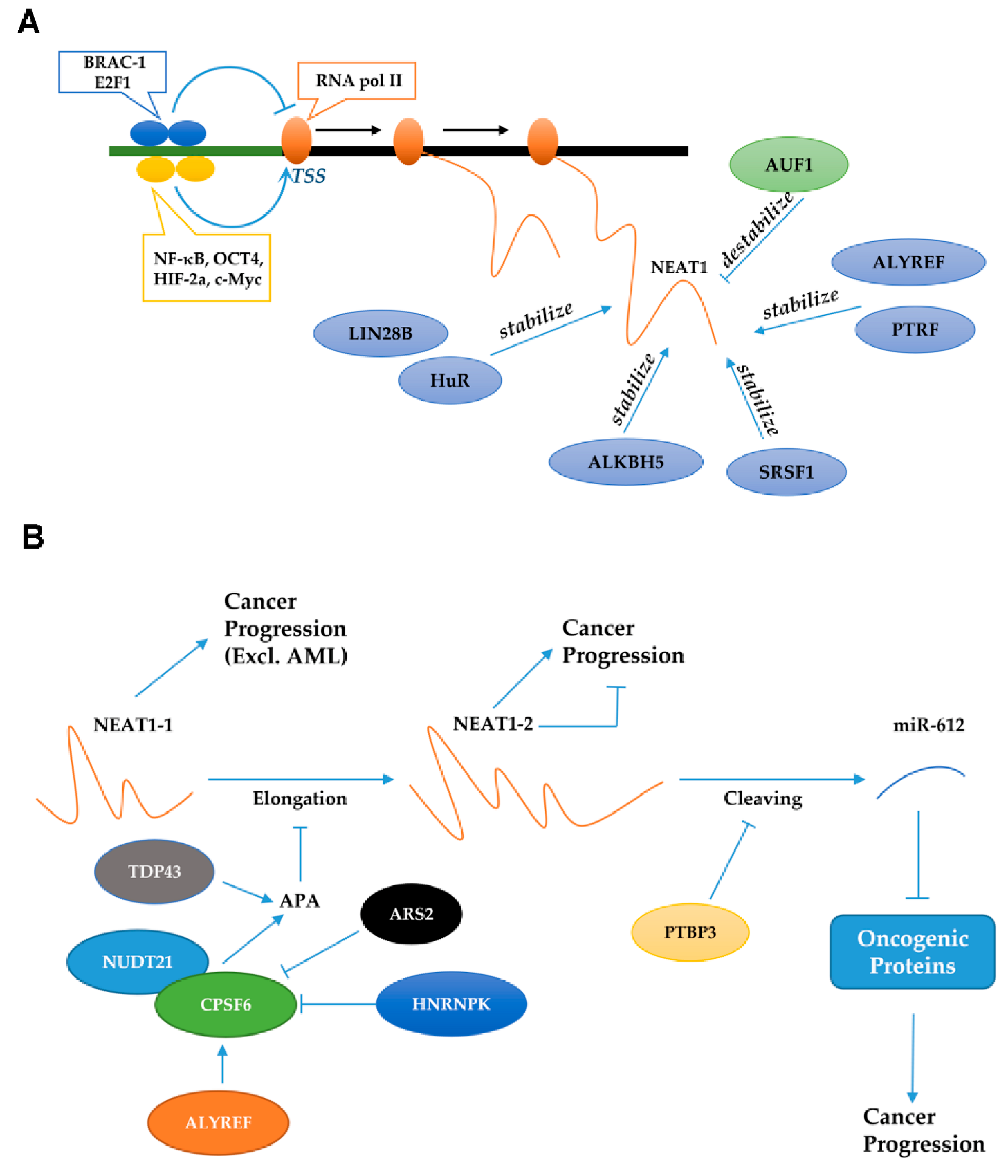 Cancers 14 04009 g003