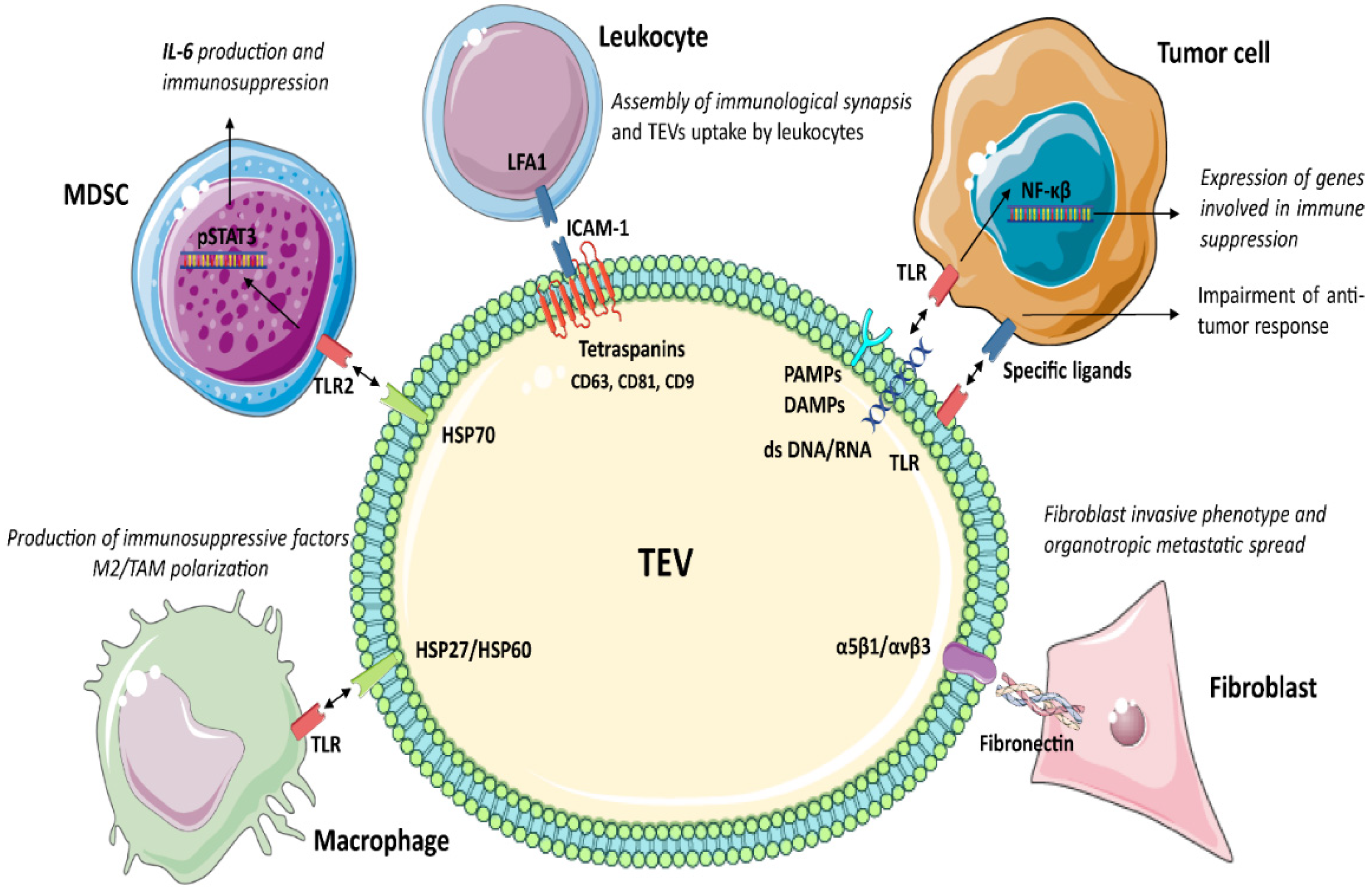 Cancers 14 04020 g001