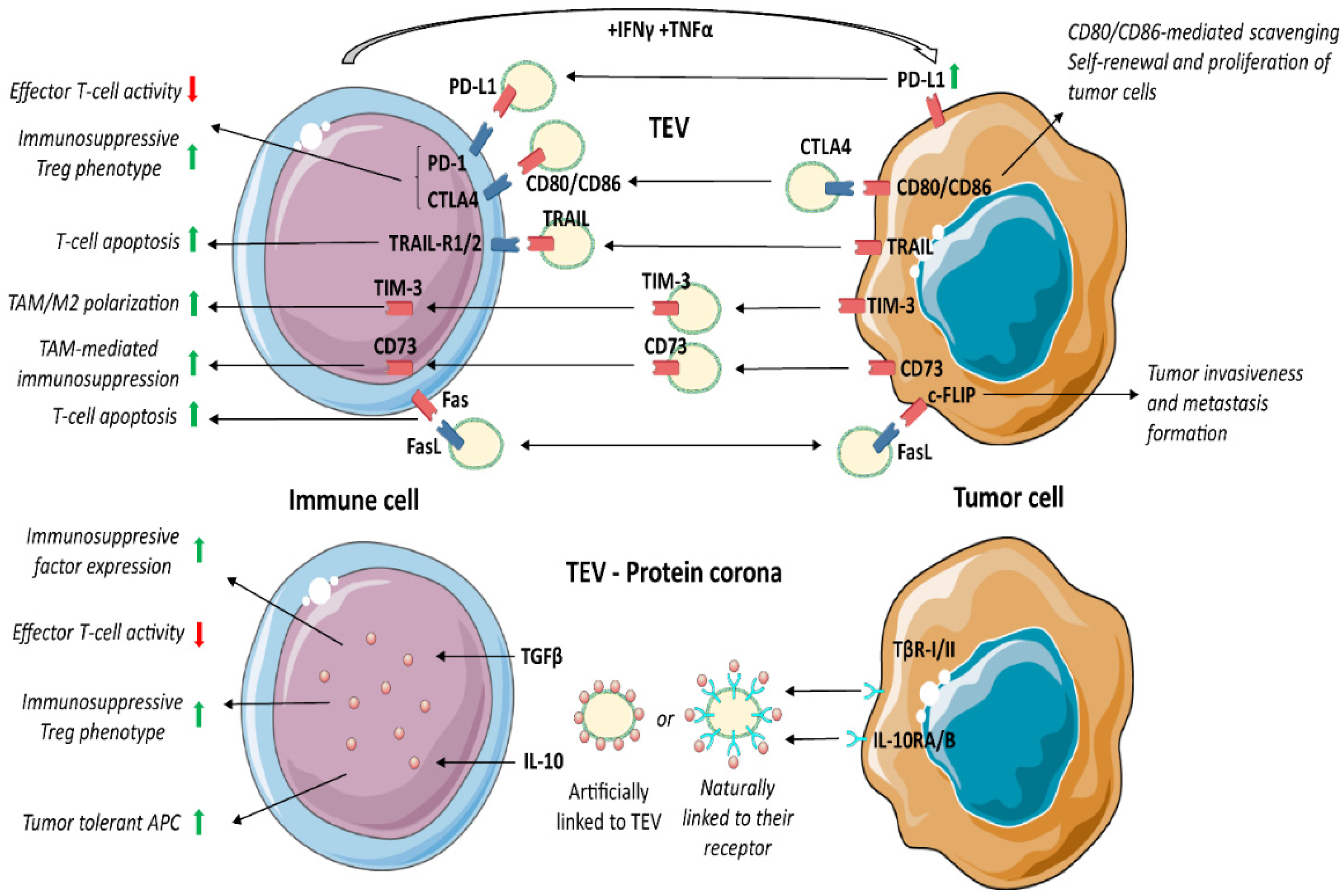 Cancers 14 04020 g002