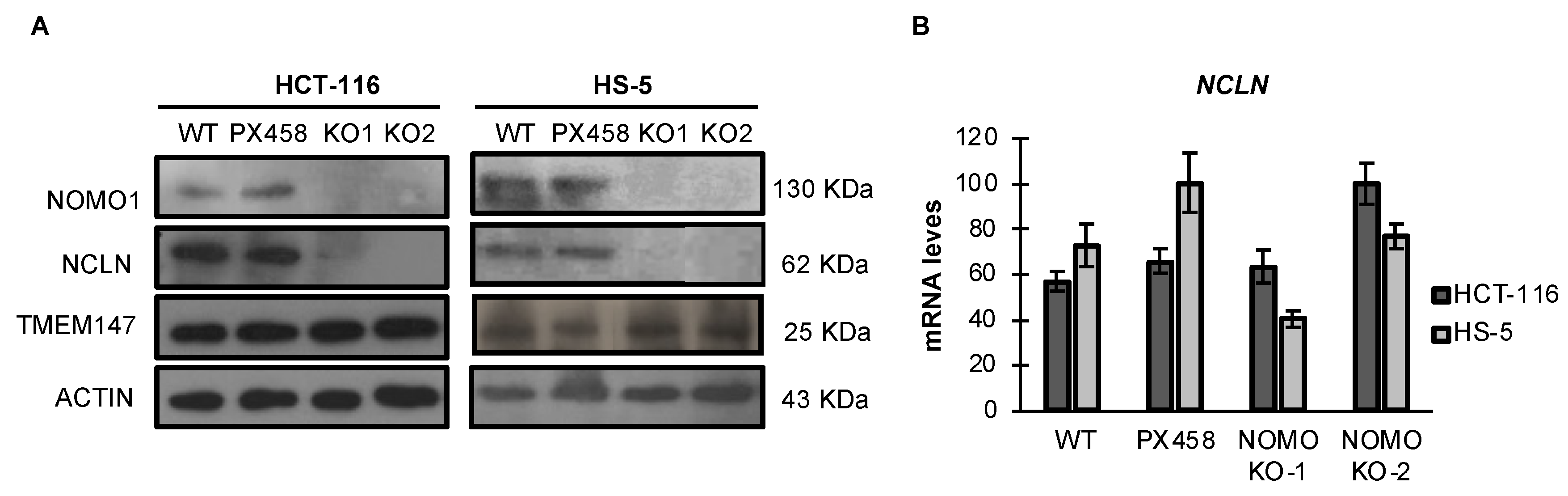 Cancers 14 04029 g003