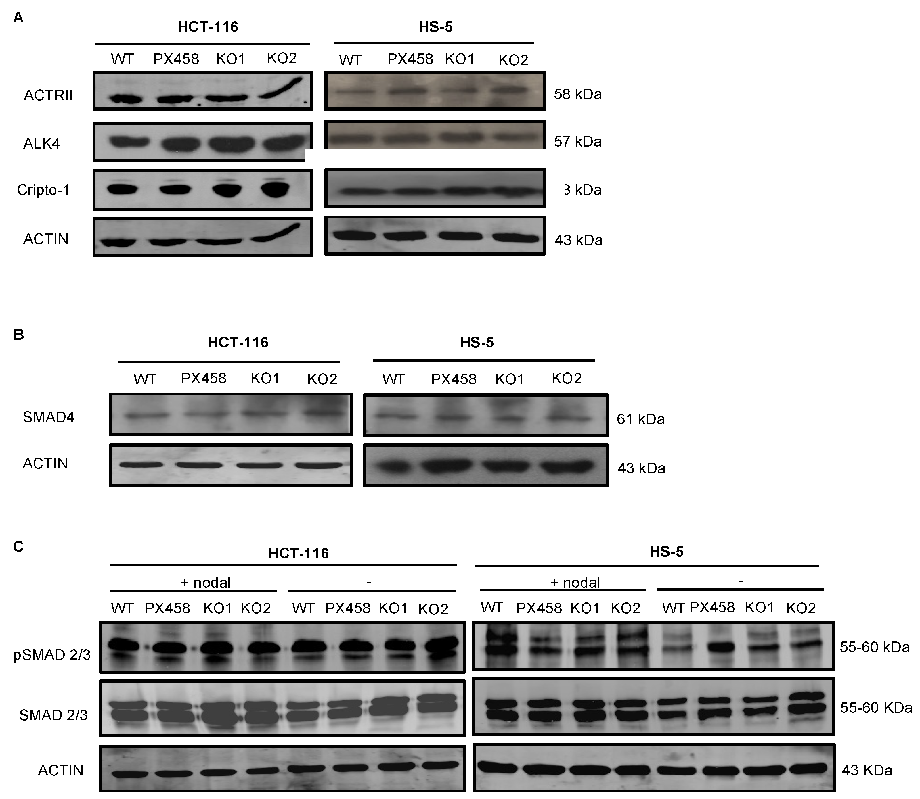 Cancers 14 04029 g004