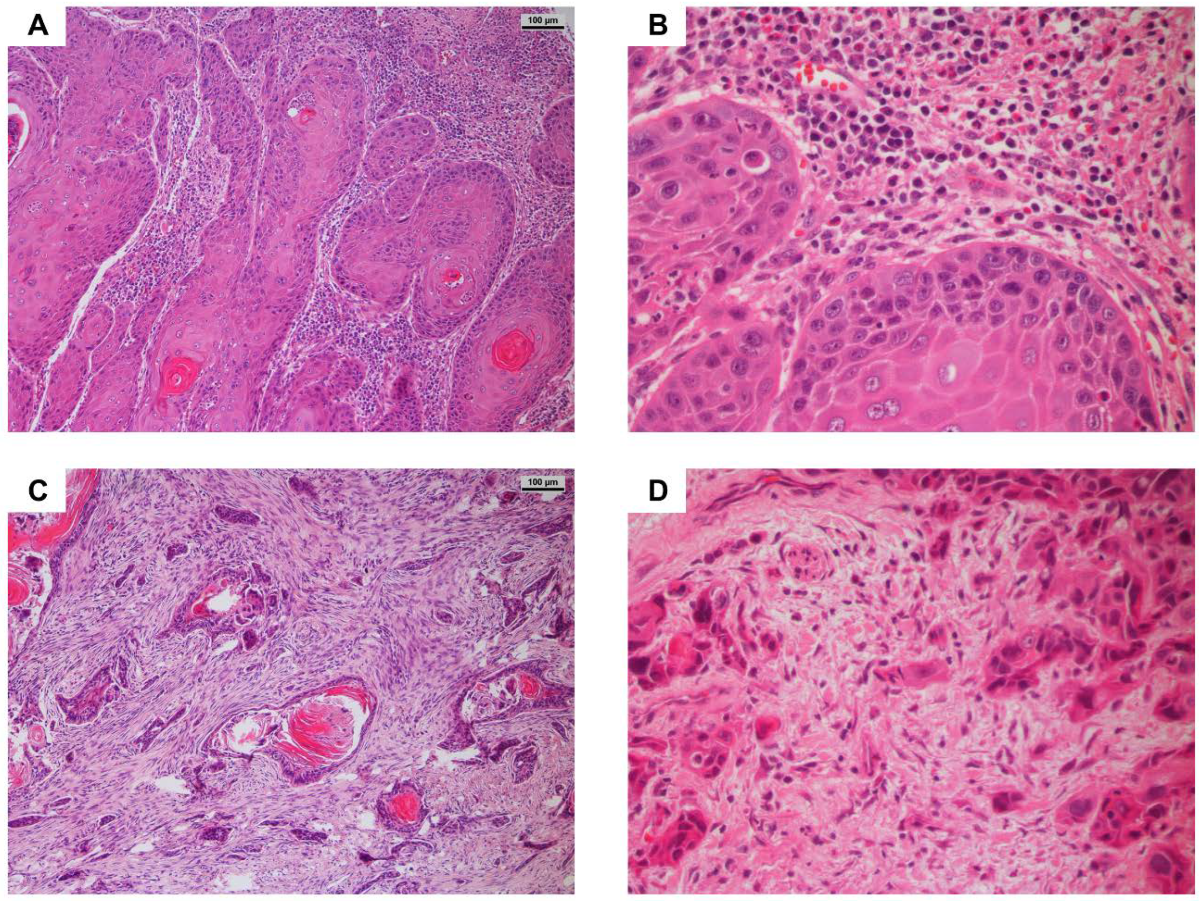 Cancers 14 04044 g003