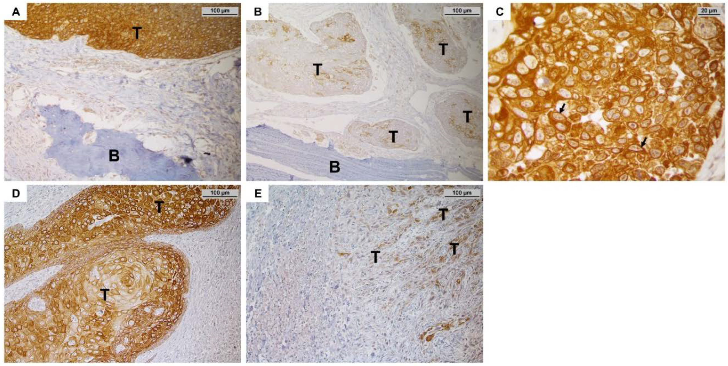 Cancers 14 04044 g004