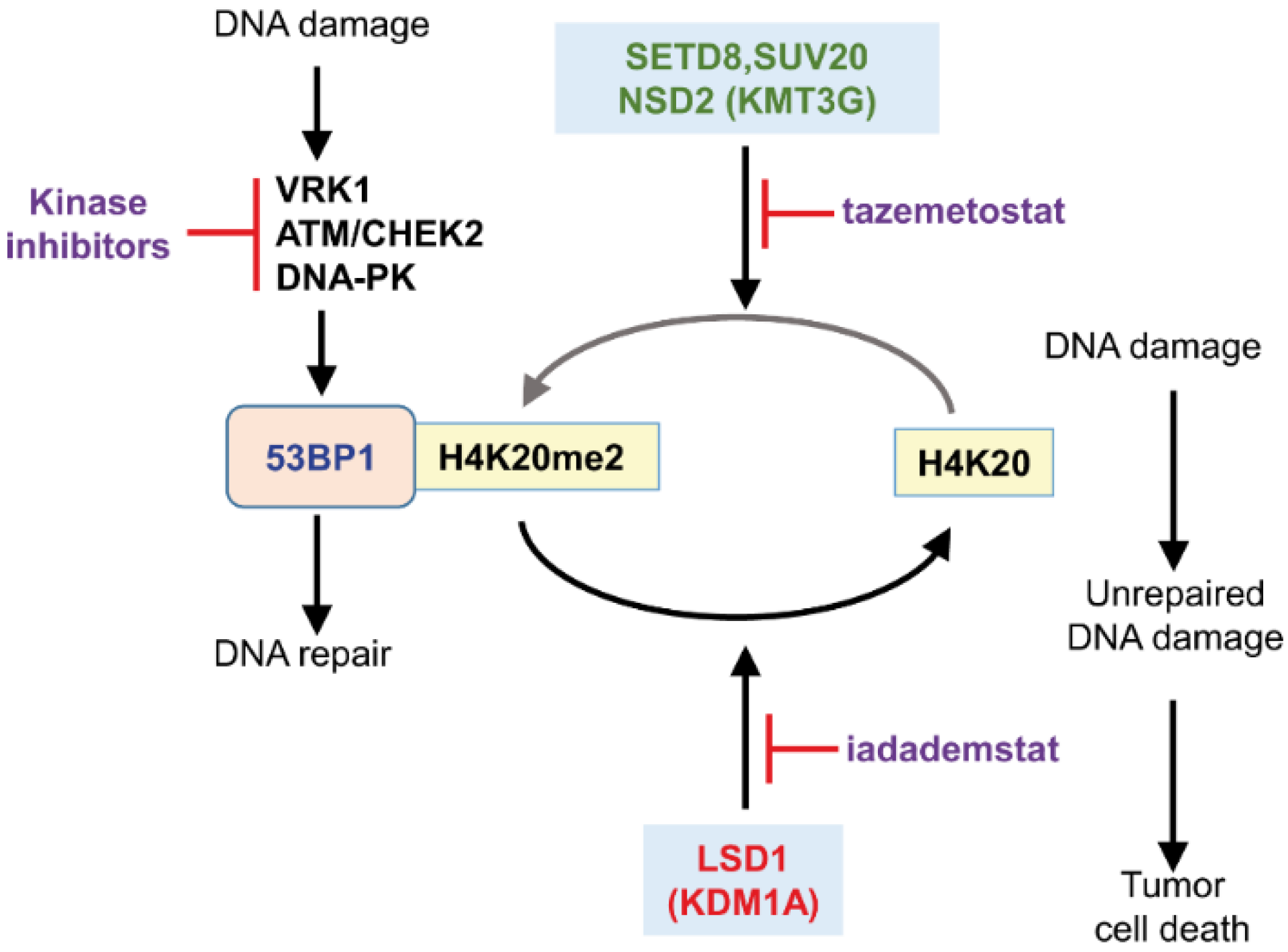 Cancers 14 04050 g003