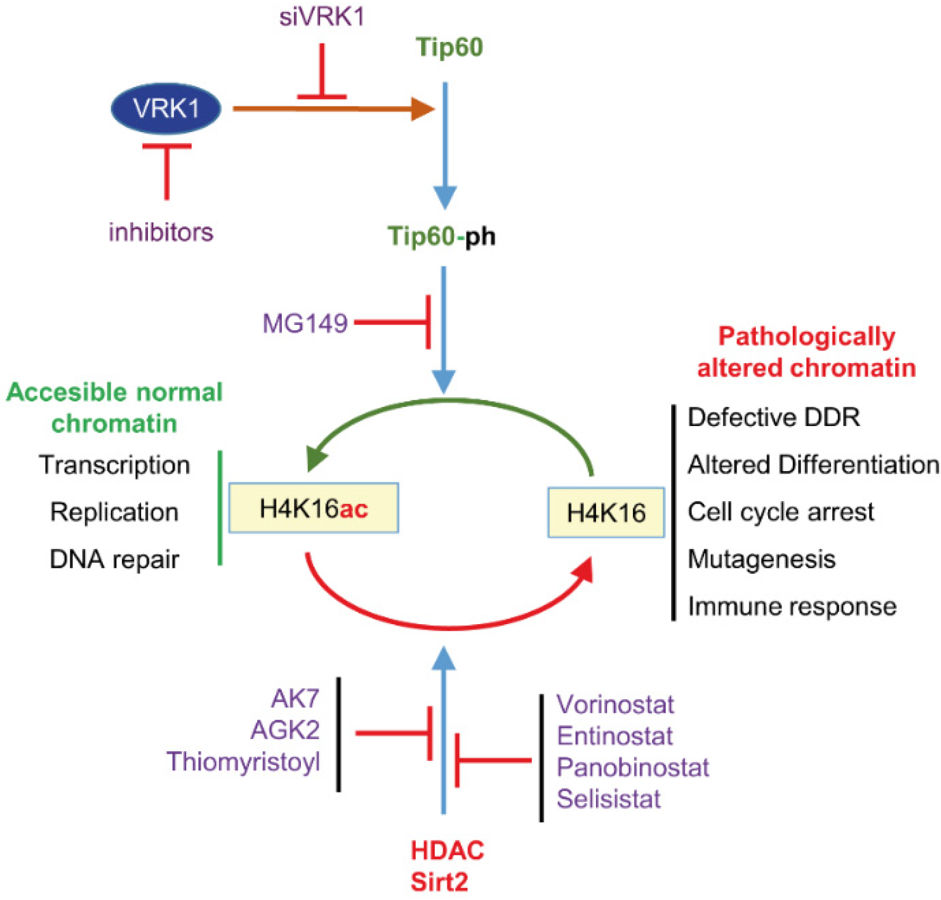 Cancers 14 04050 g004