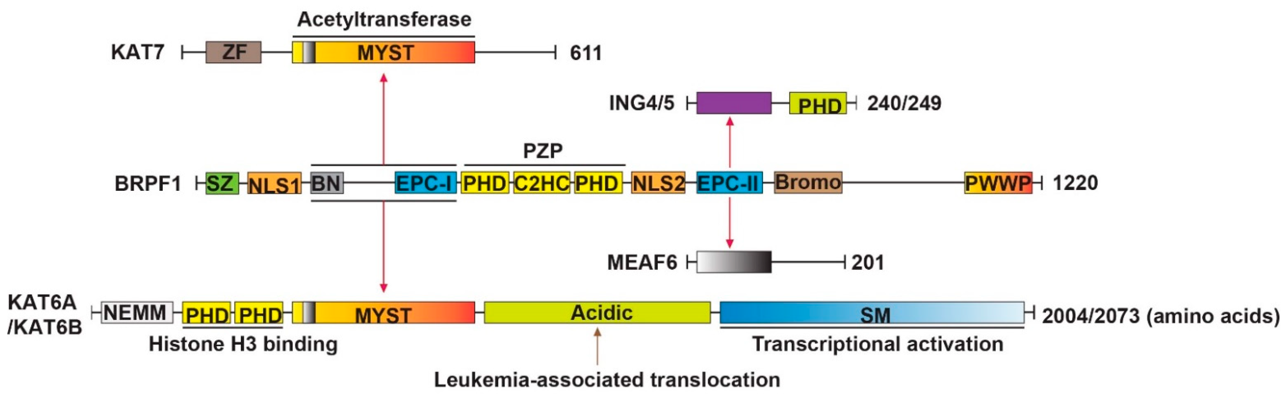 Cancers 14 04068 g001