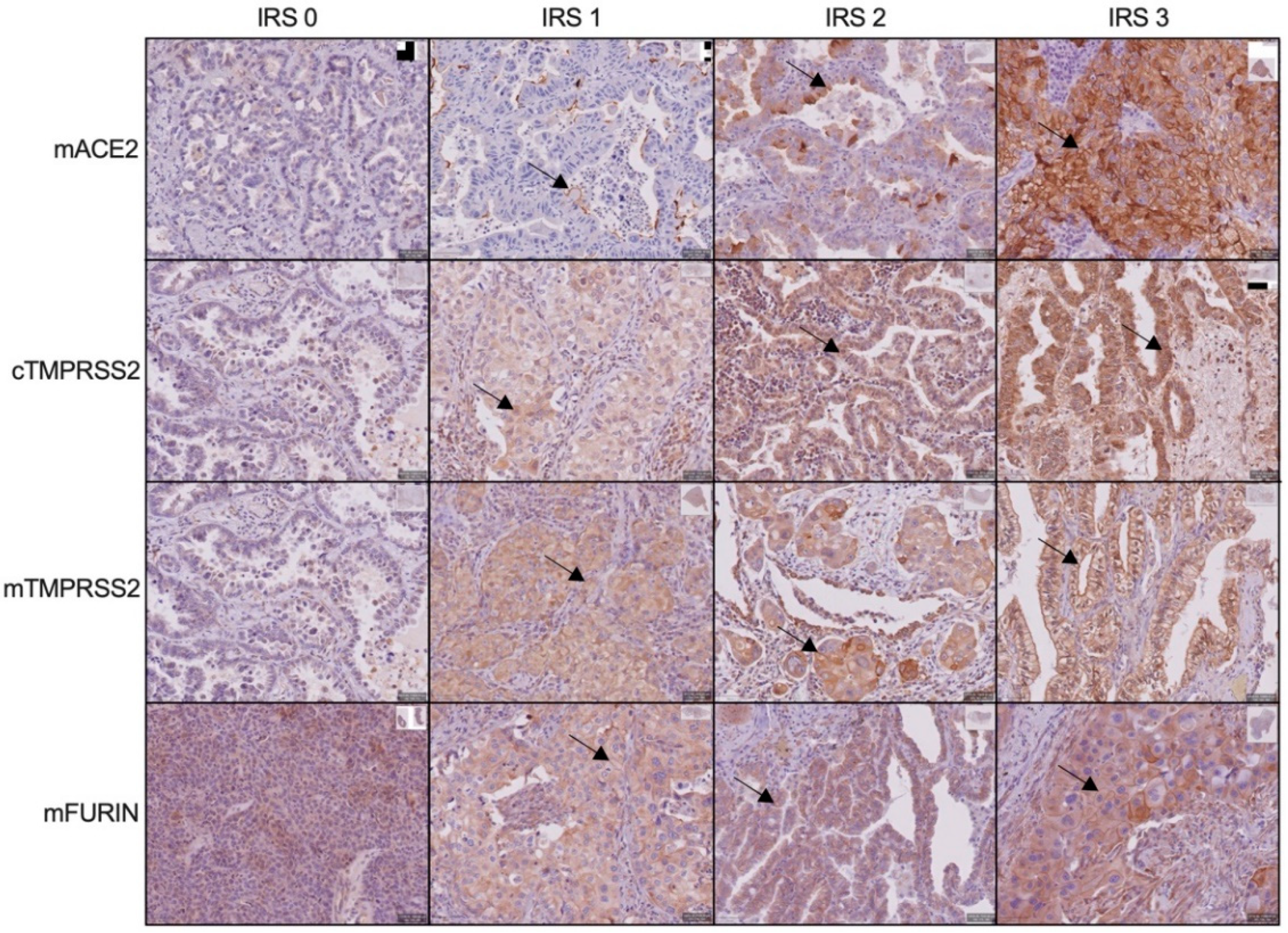 Cancers 14 04074 g001