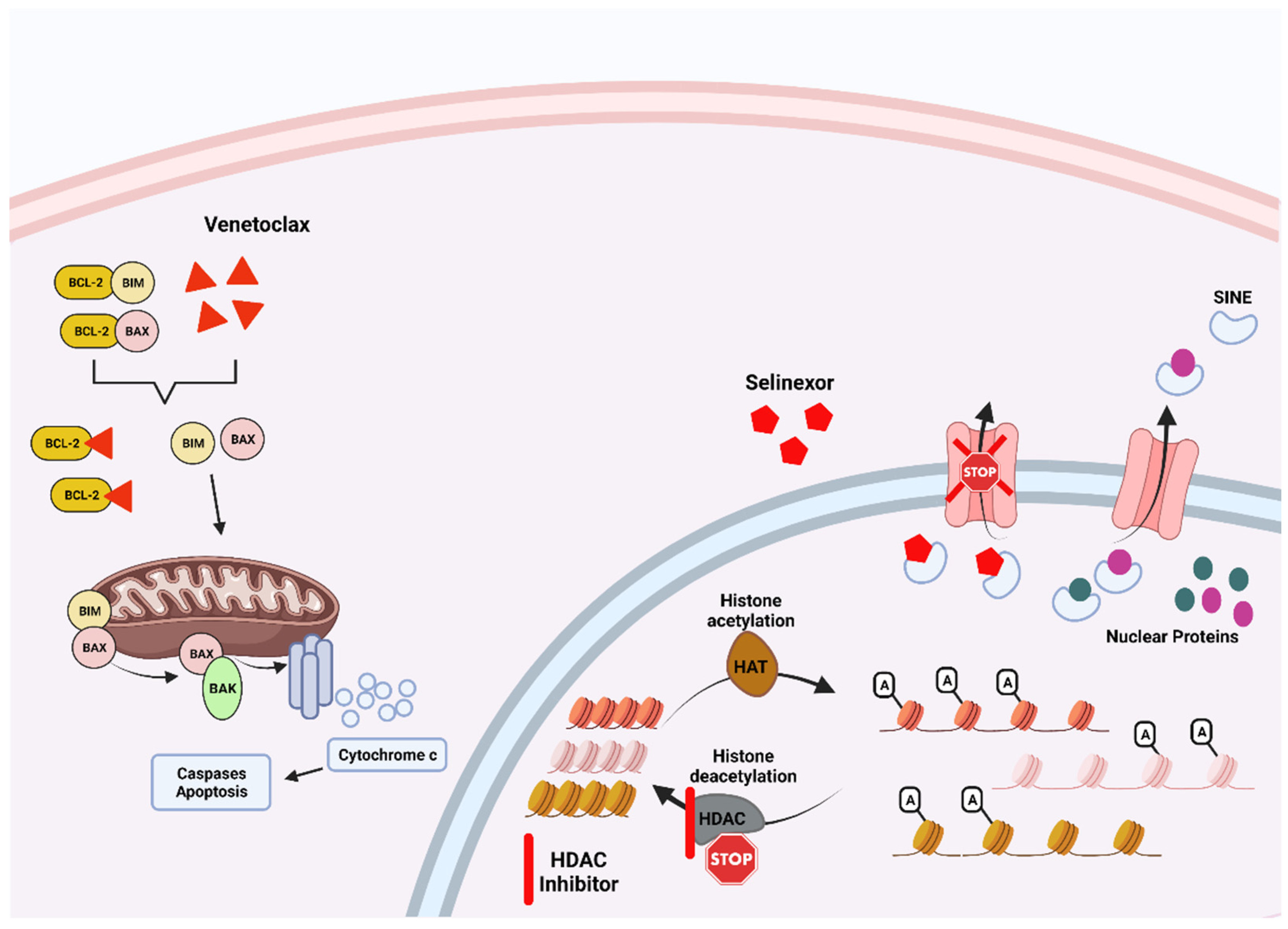 Cancers 14 04082 g004