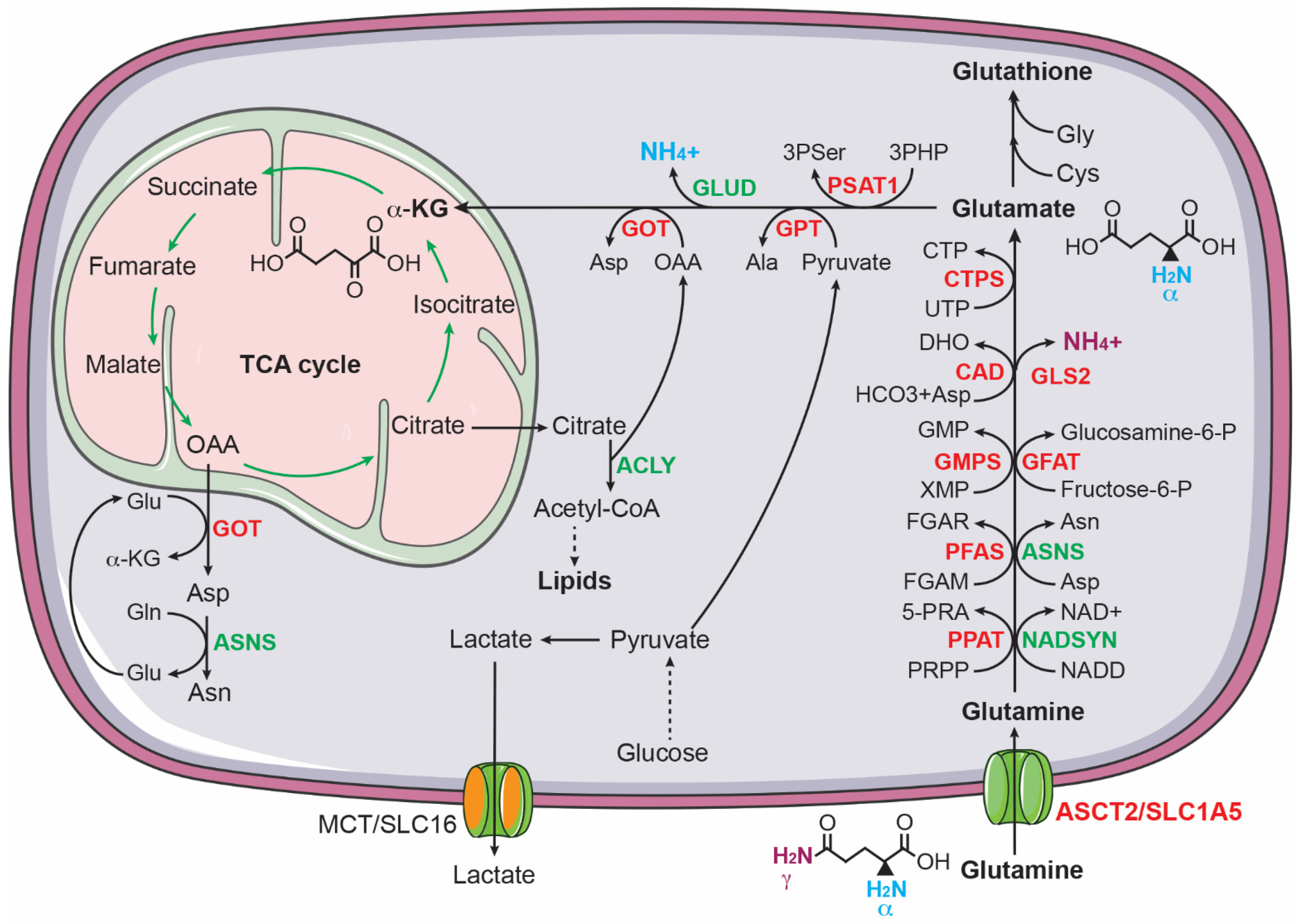 Cancers 14 04113 g002