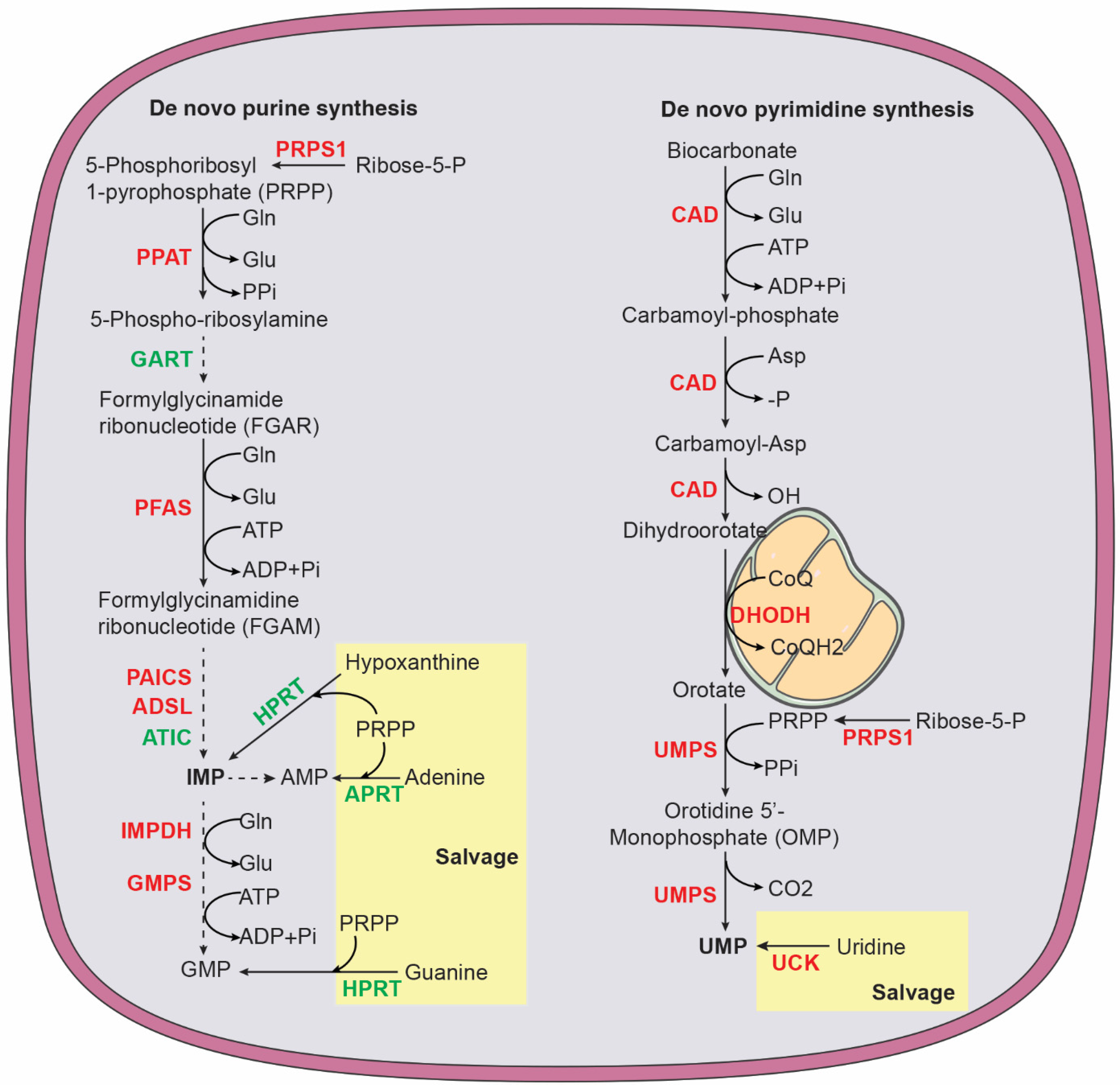 Cancers 14 04113 g004