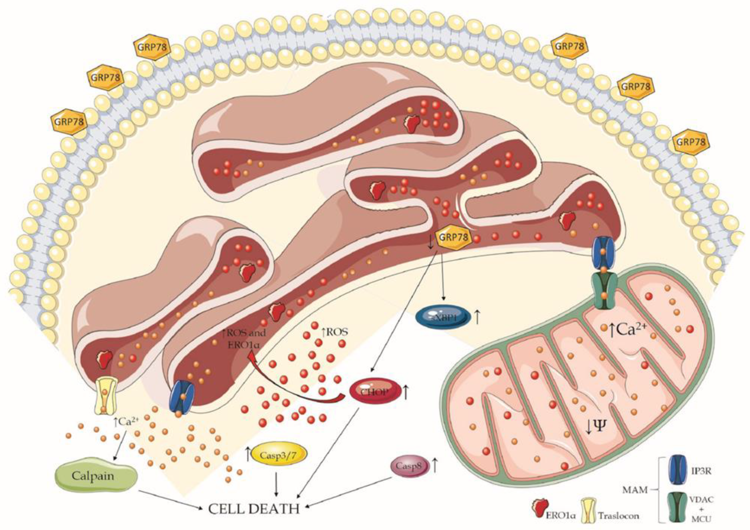 Cancers 14 04126 g008