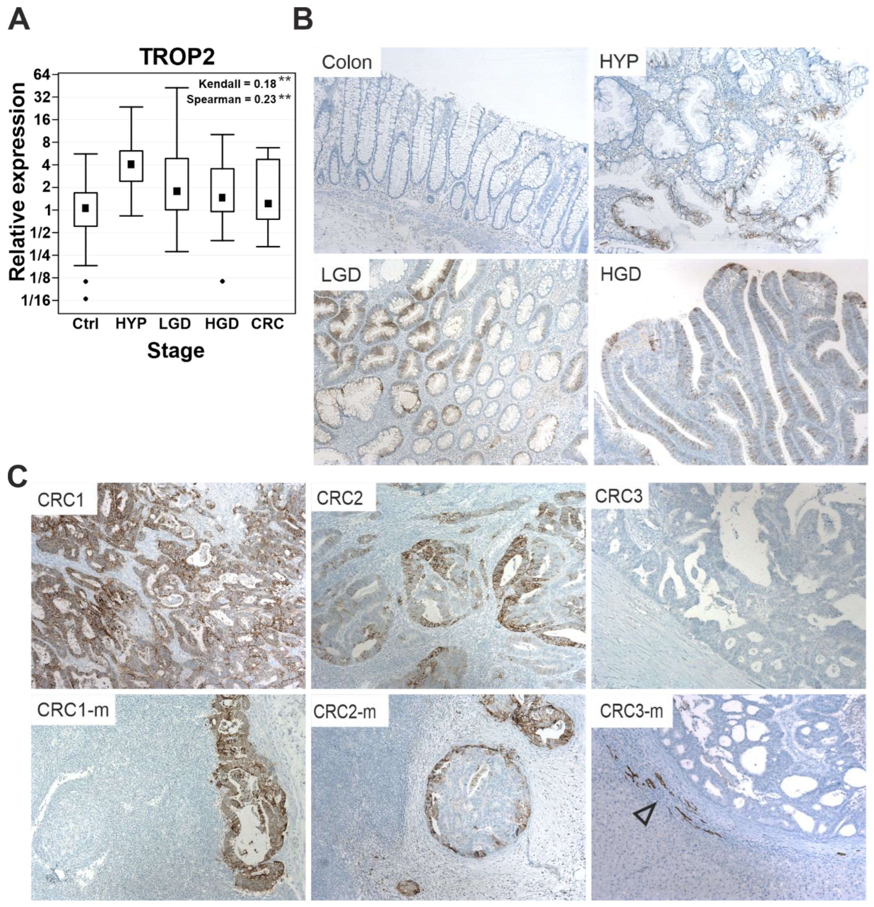 Cancers 14 04137 g001