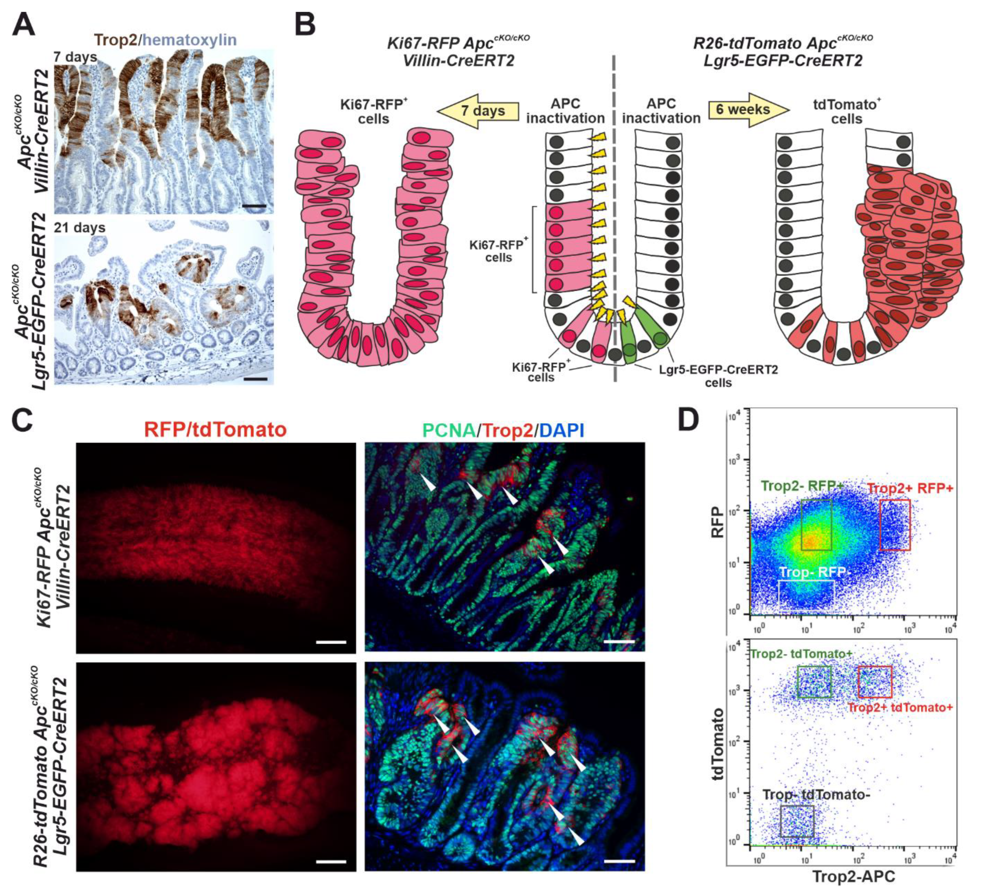 Cancers 14 04137 g004