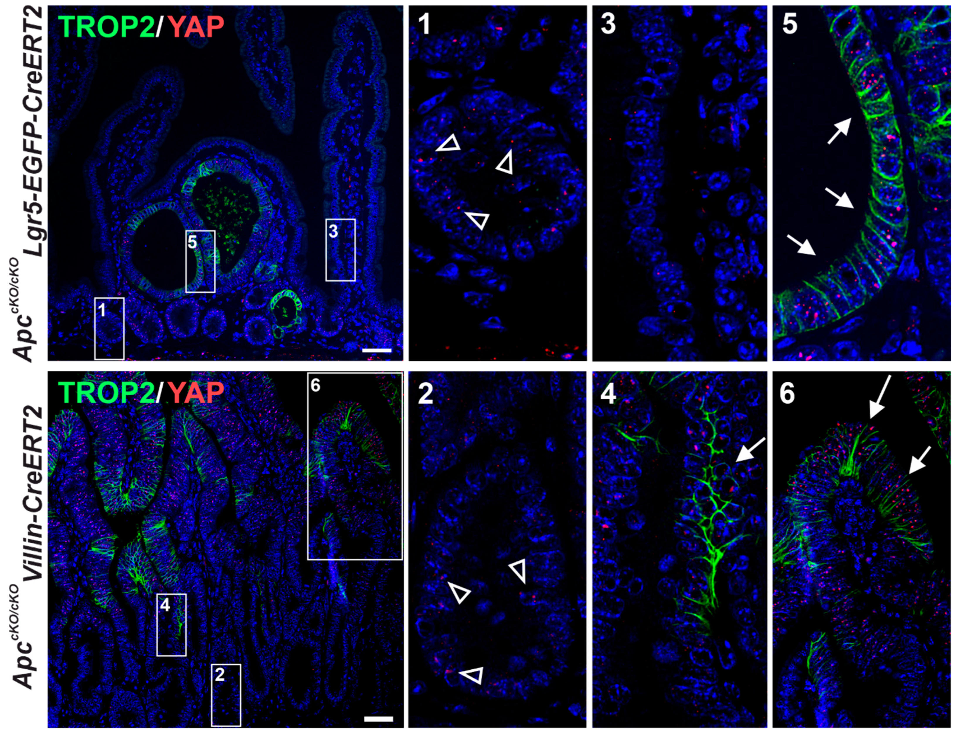 Cancers 14 04137 g008