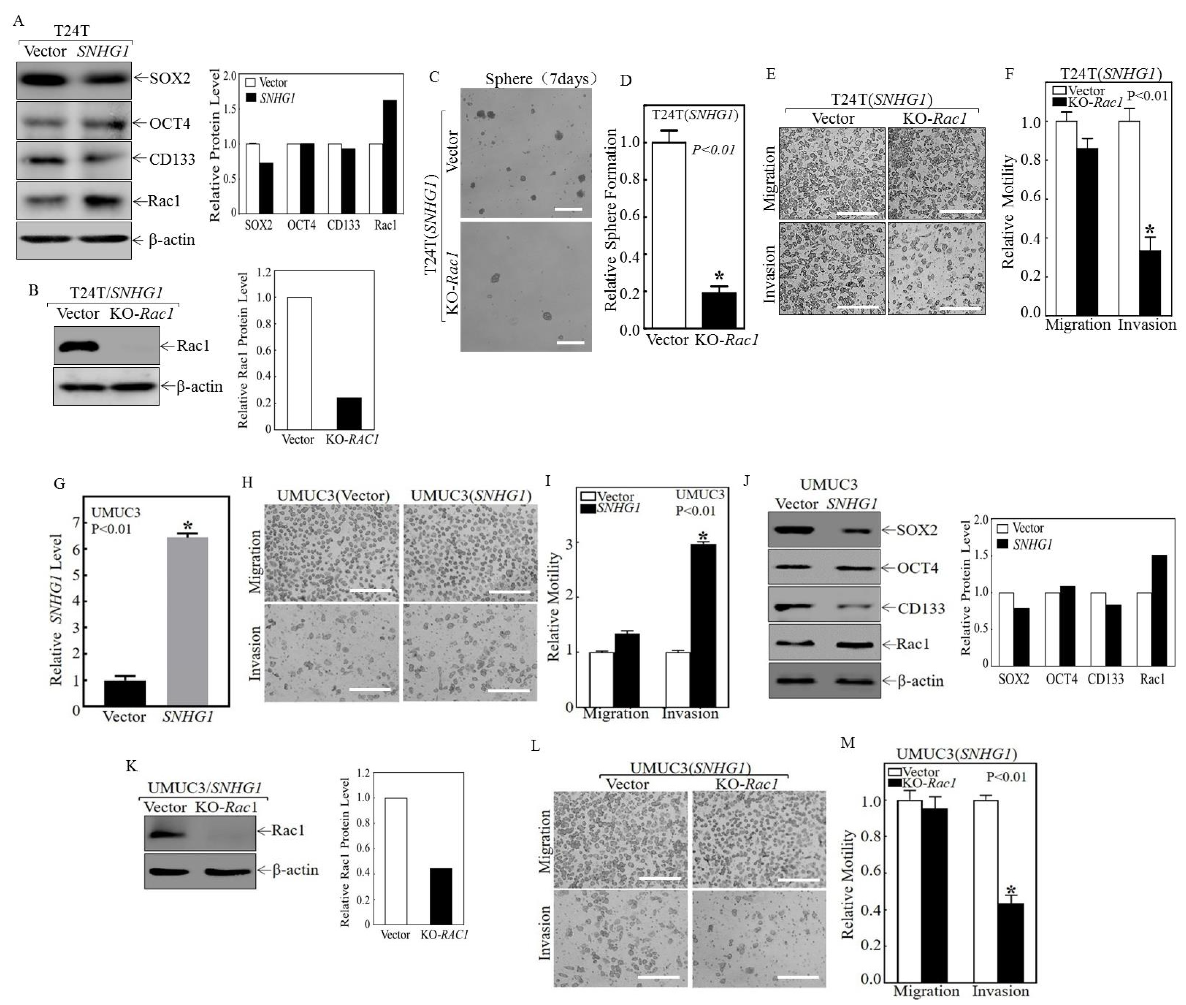 Cancers 14 04159 g002