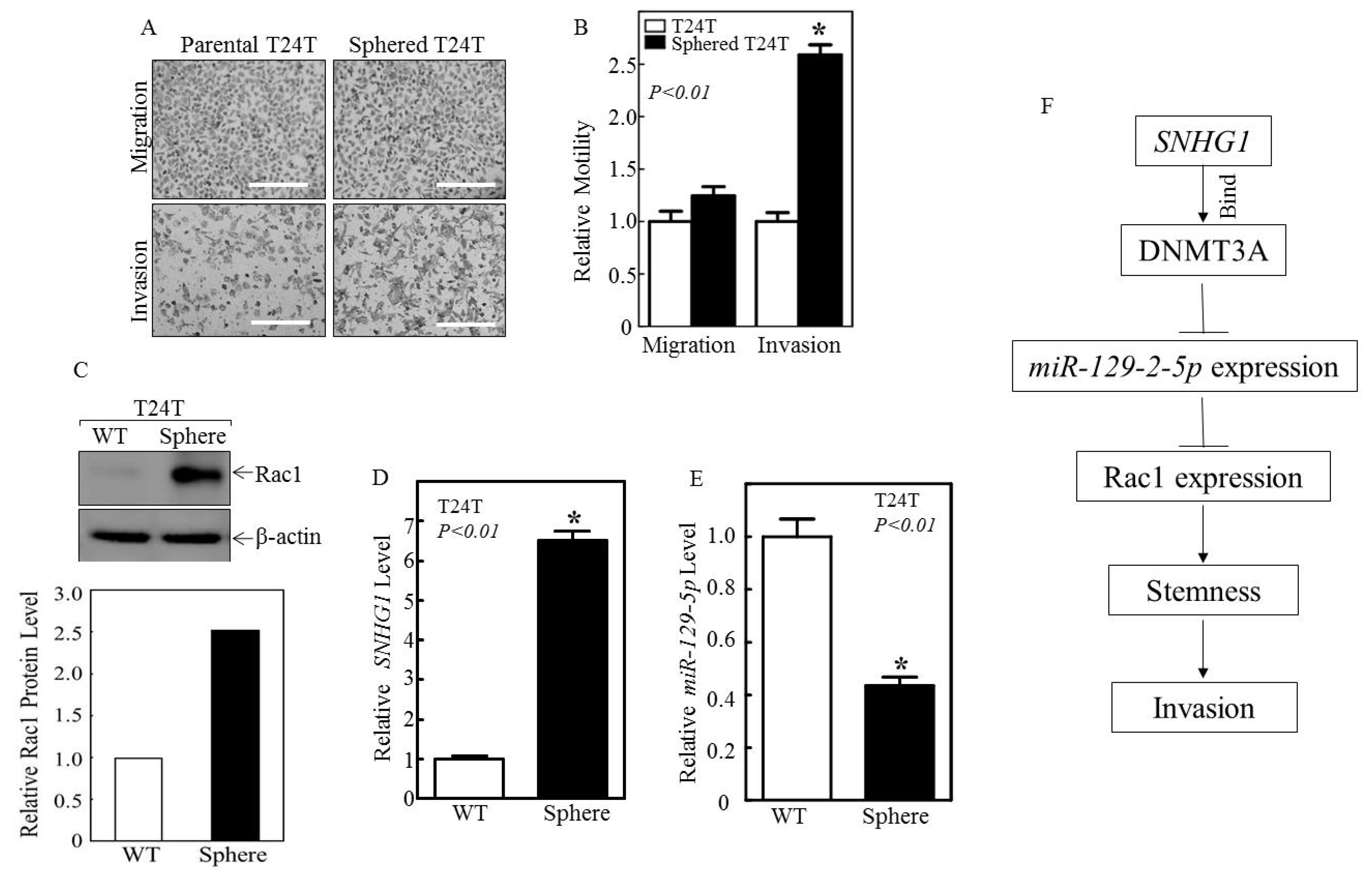 Cancers 14 04159 g006